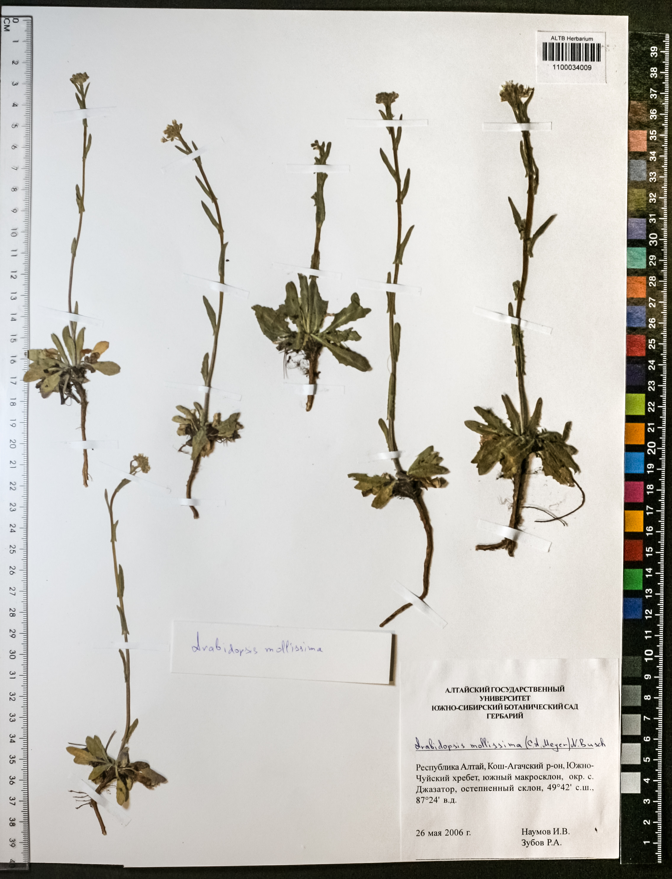 Arabidopsis mollissima (C.A.Mey.) N.Busch