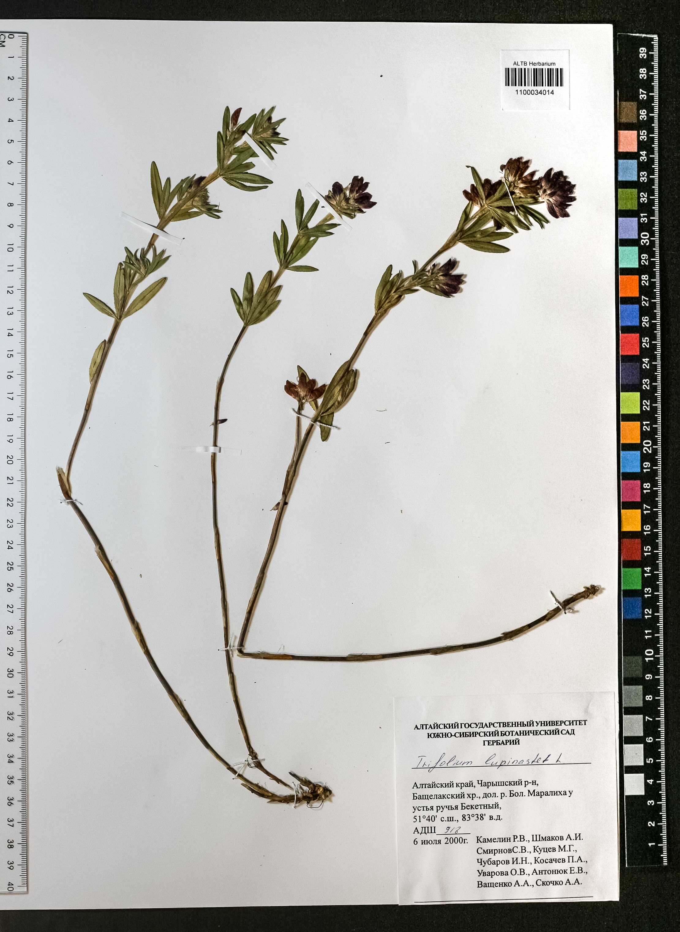Fabaceae,Trifolium lupinaster L.