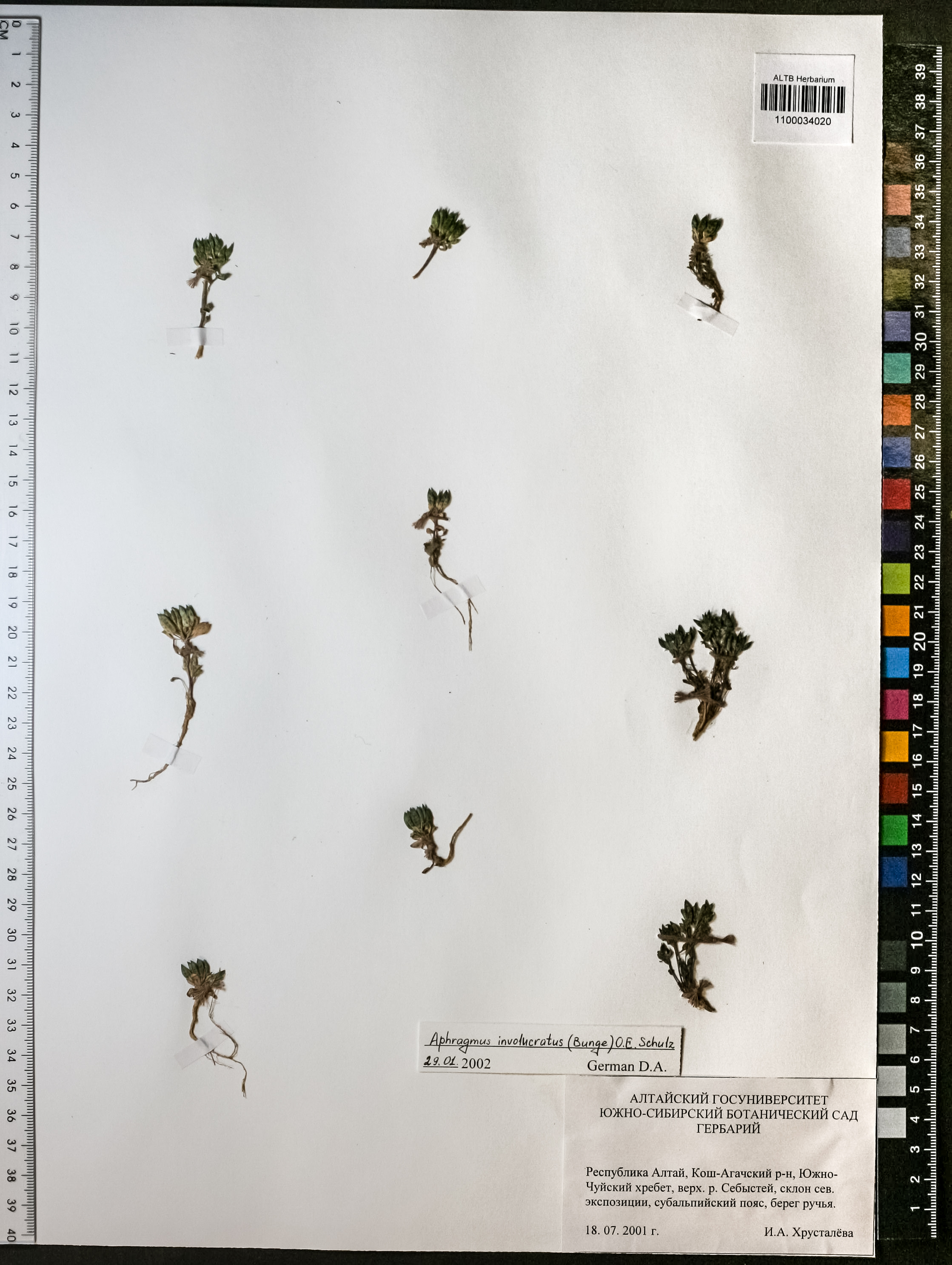 Aphragmus involucratus O.E.Schulz