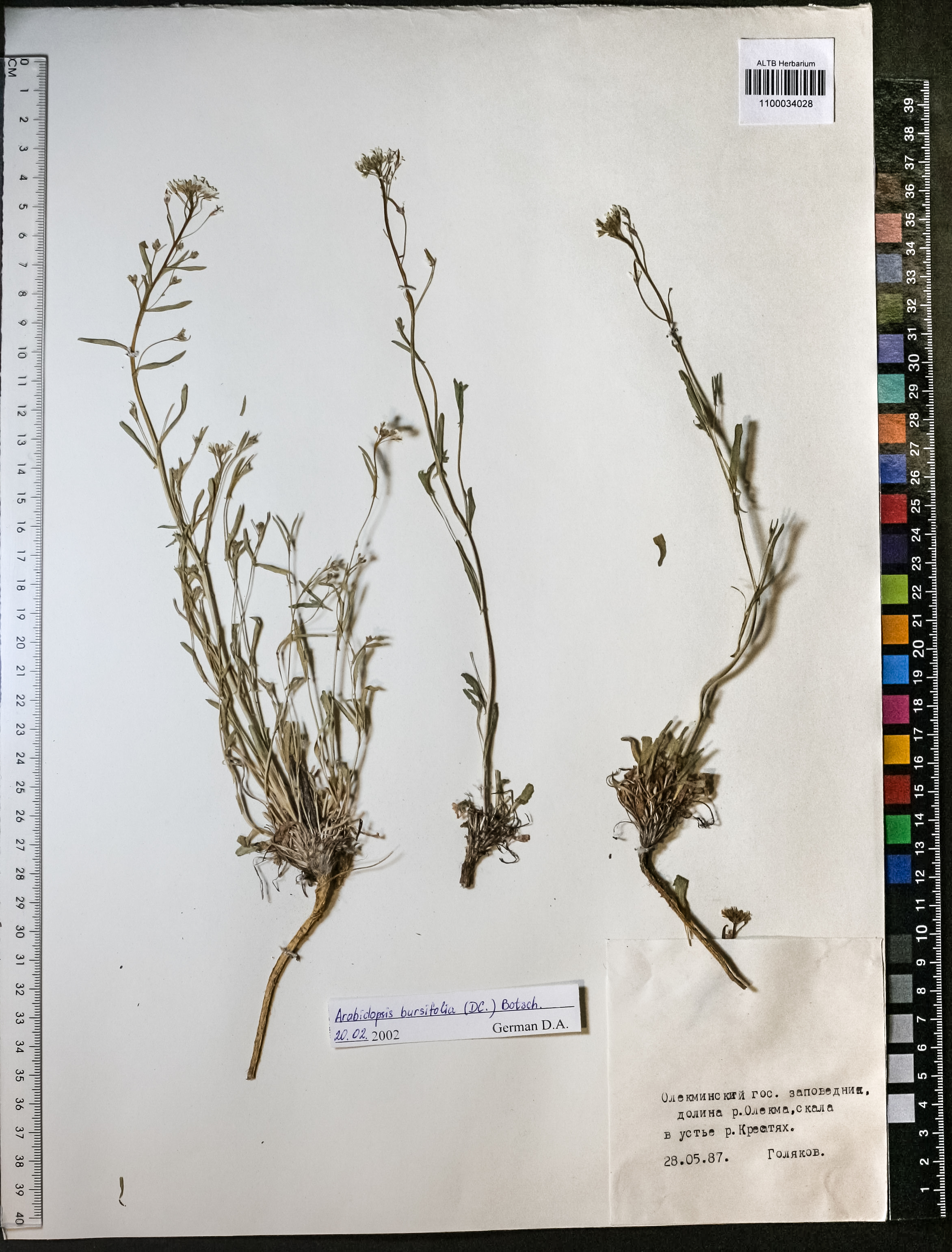 Arabidopsis bursifolia (DC.) Botsch.