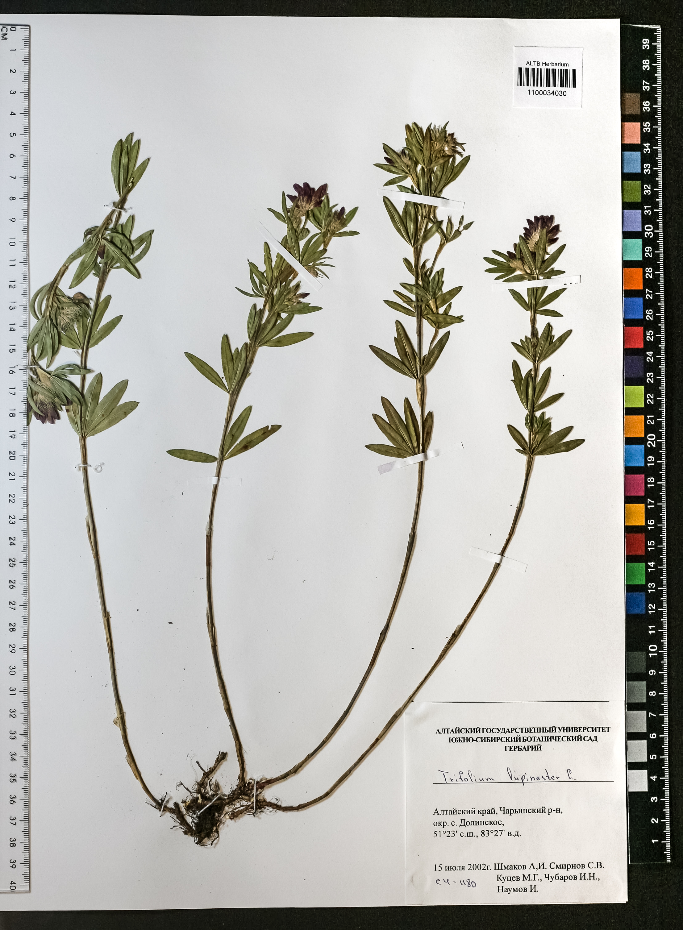 Trifolium lupinaster L.