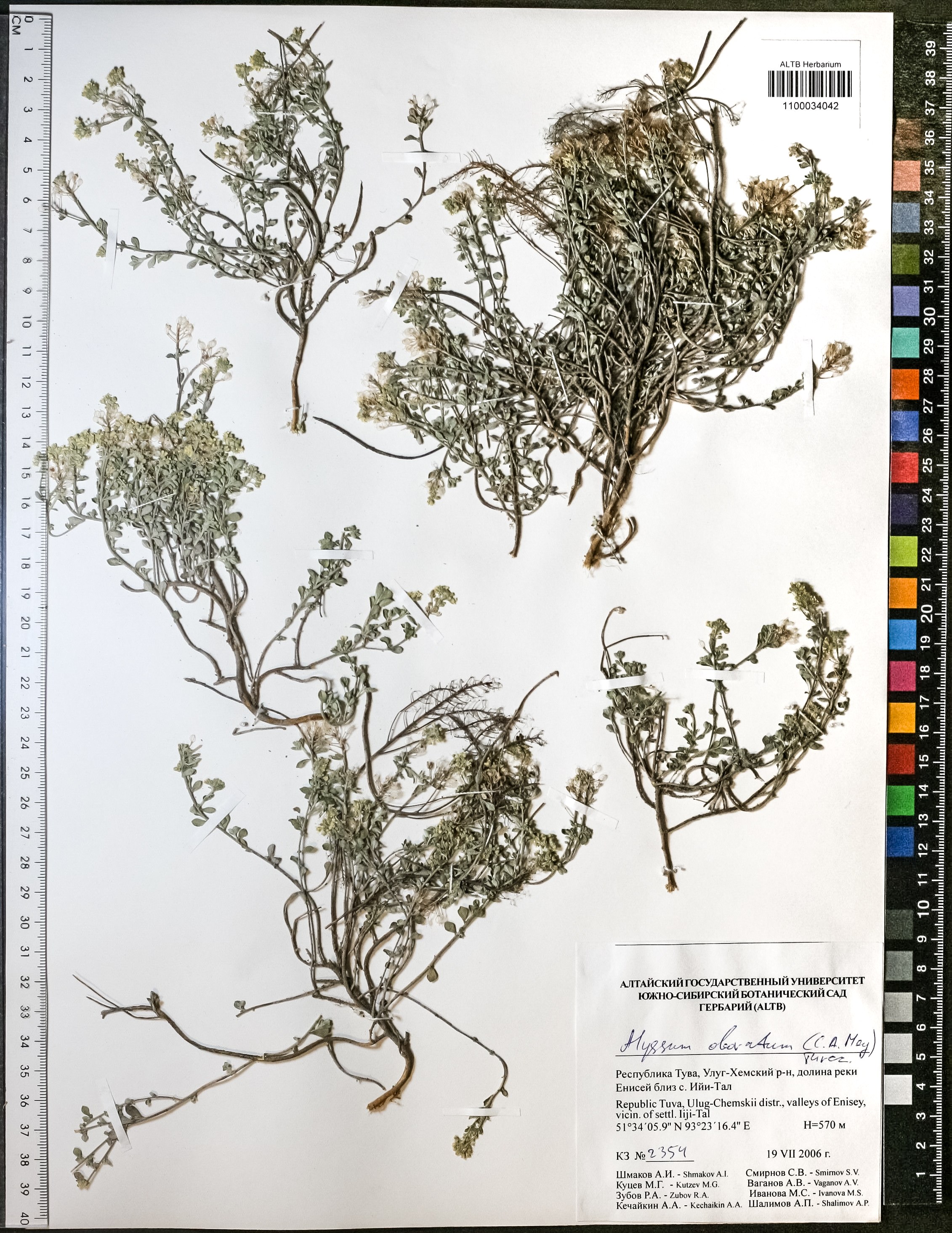 Alyssum obovatum (C.A.Mey.) Turcz.