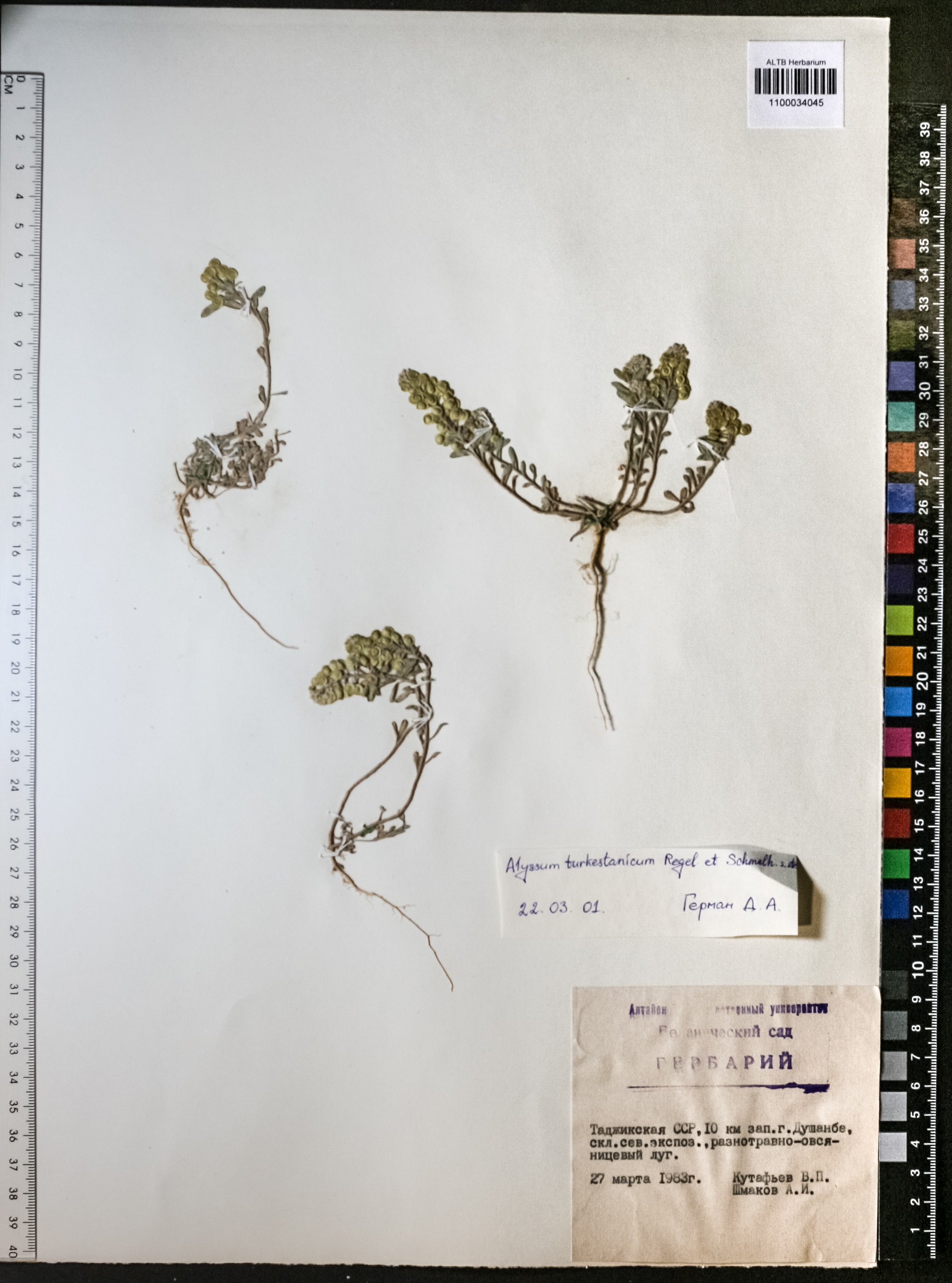 Alyssum obovatum (C.A.Mey.) Turcz.