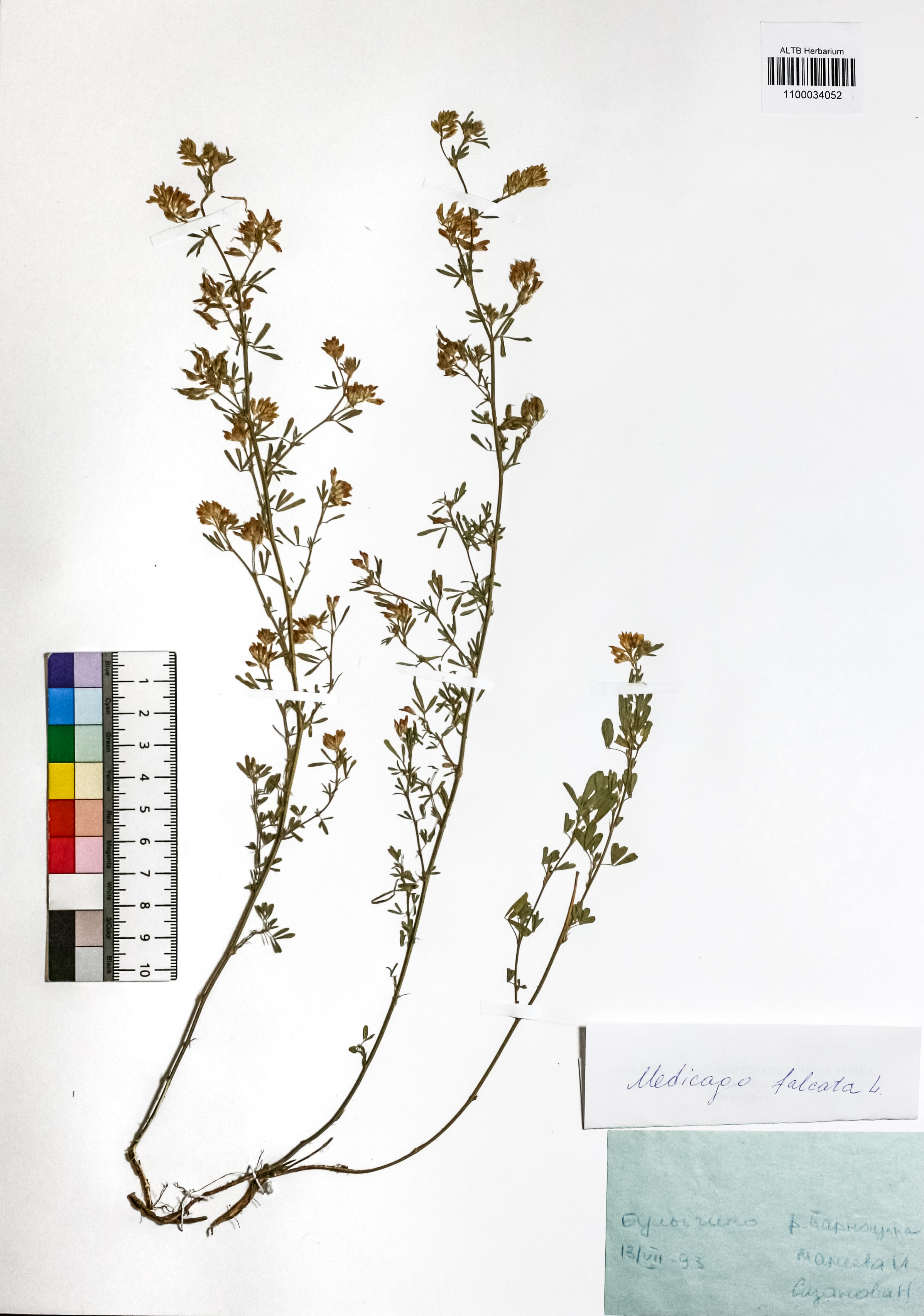 Medicago falcata L.