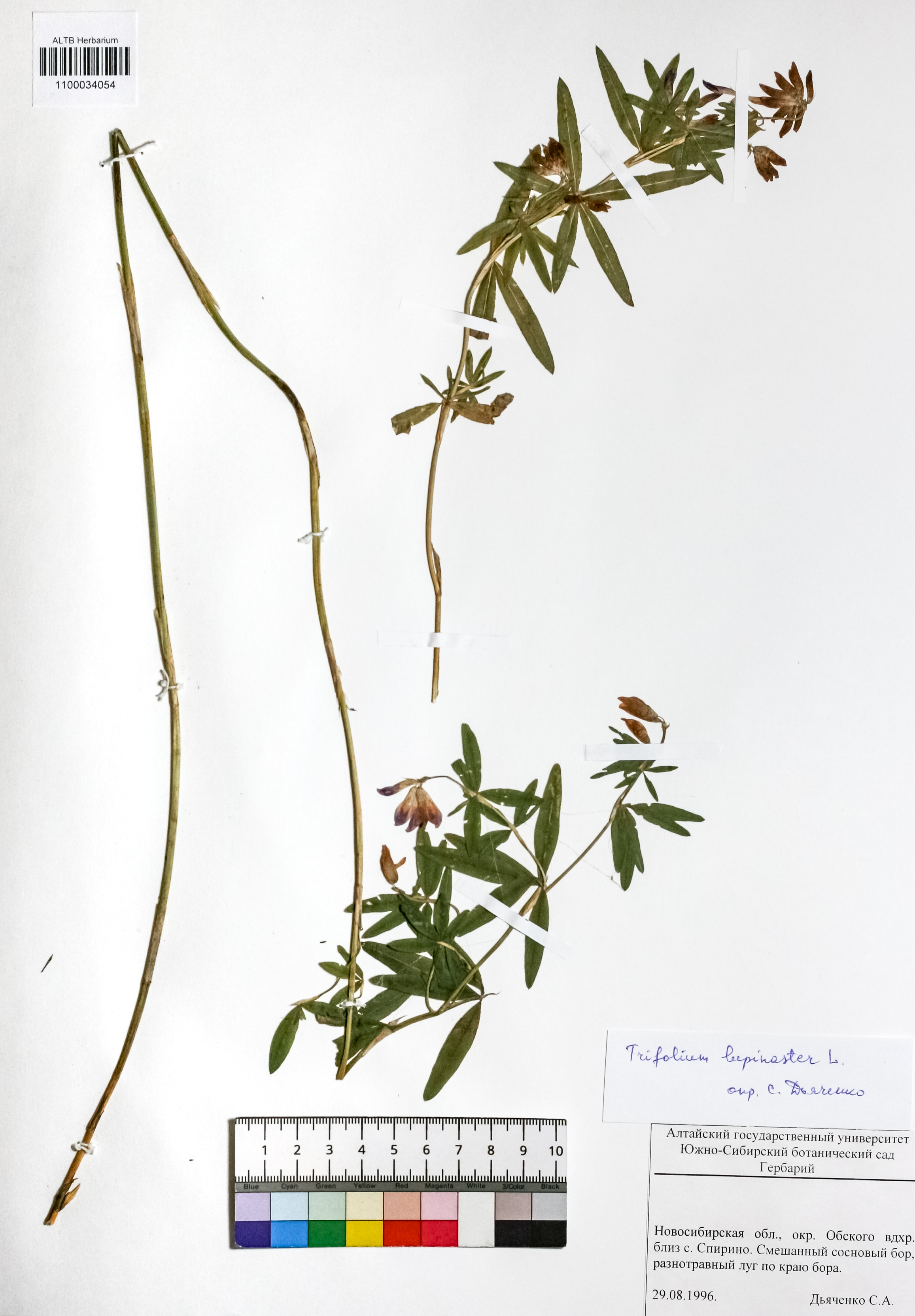 Trifolium lupinaster L.