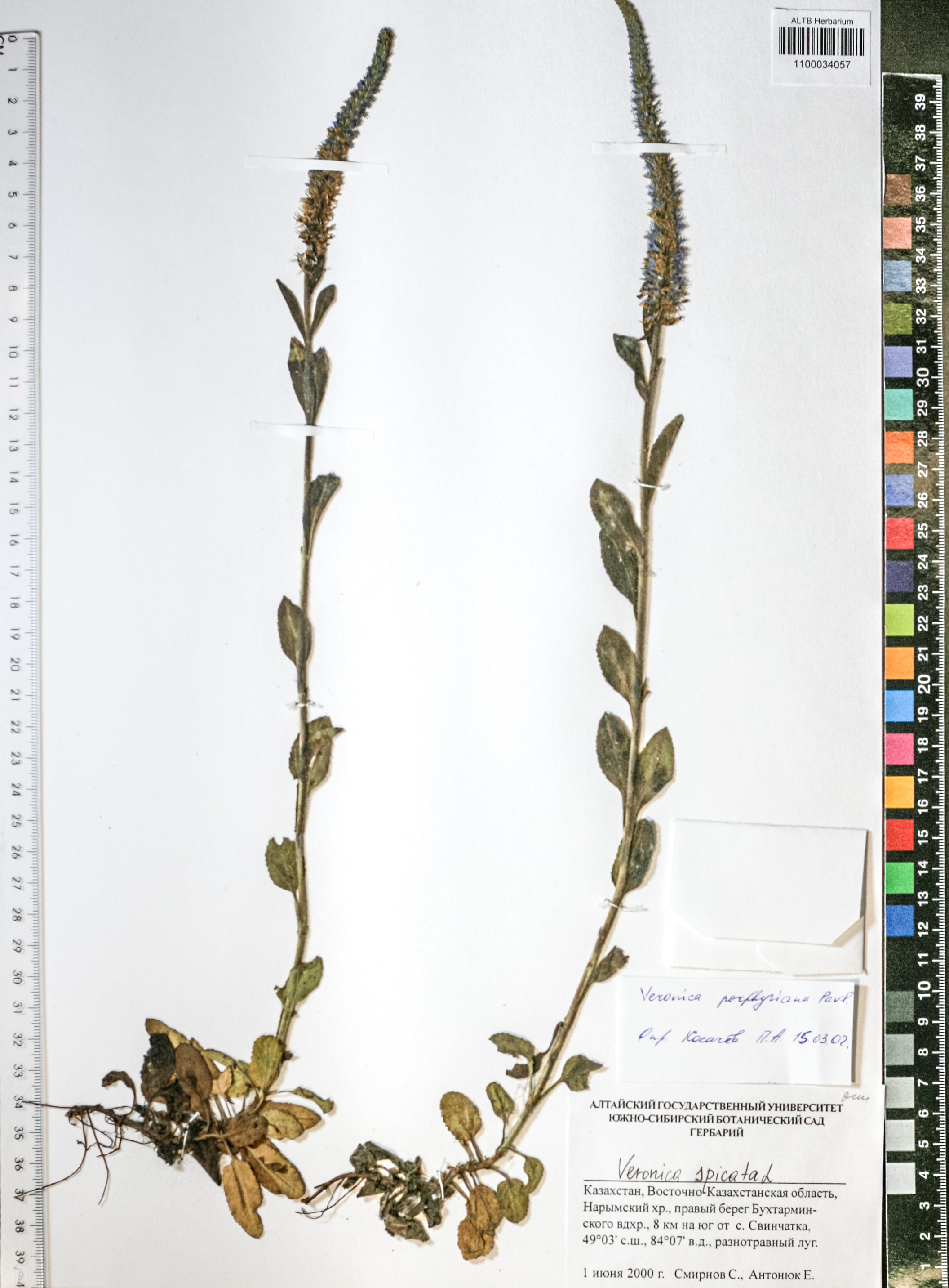  Veronica porphyriana Pavl.