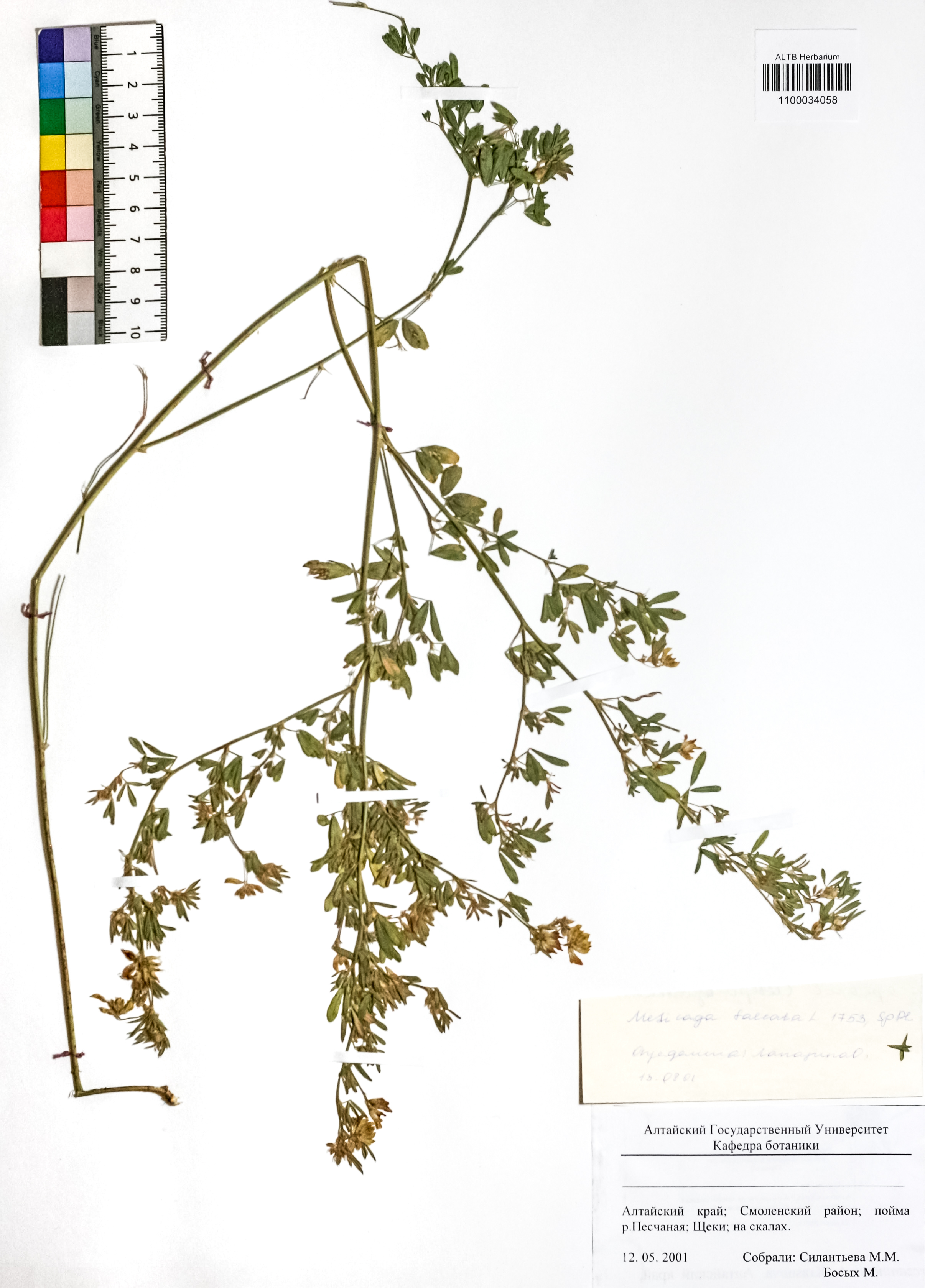 Medicago falcata L.