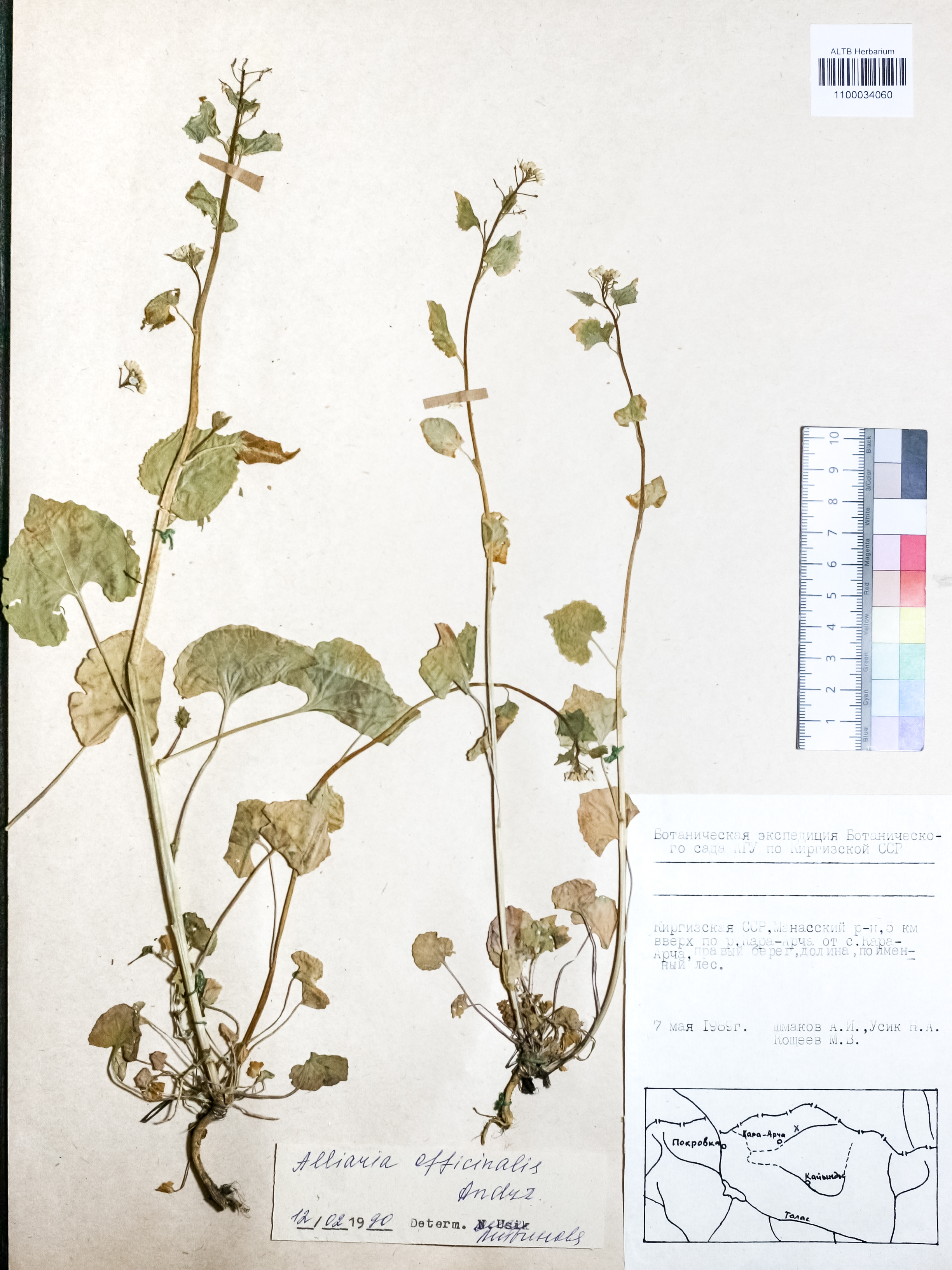 Alliaria officinalis Andrz. ex DC.