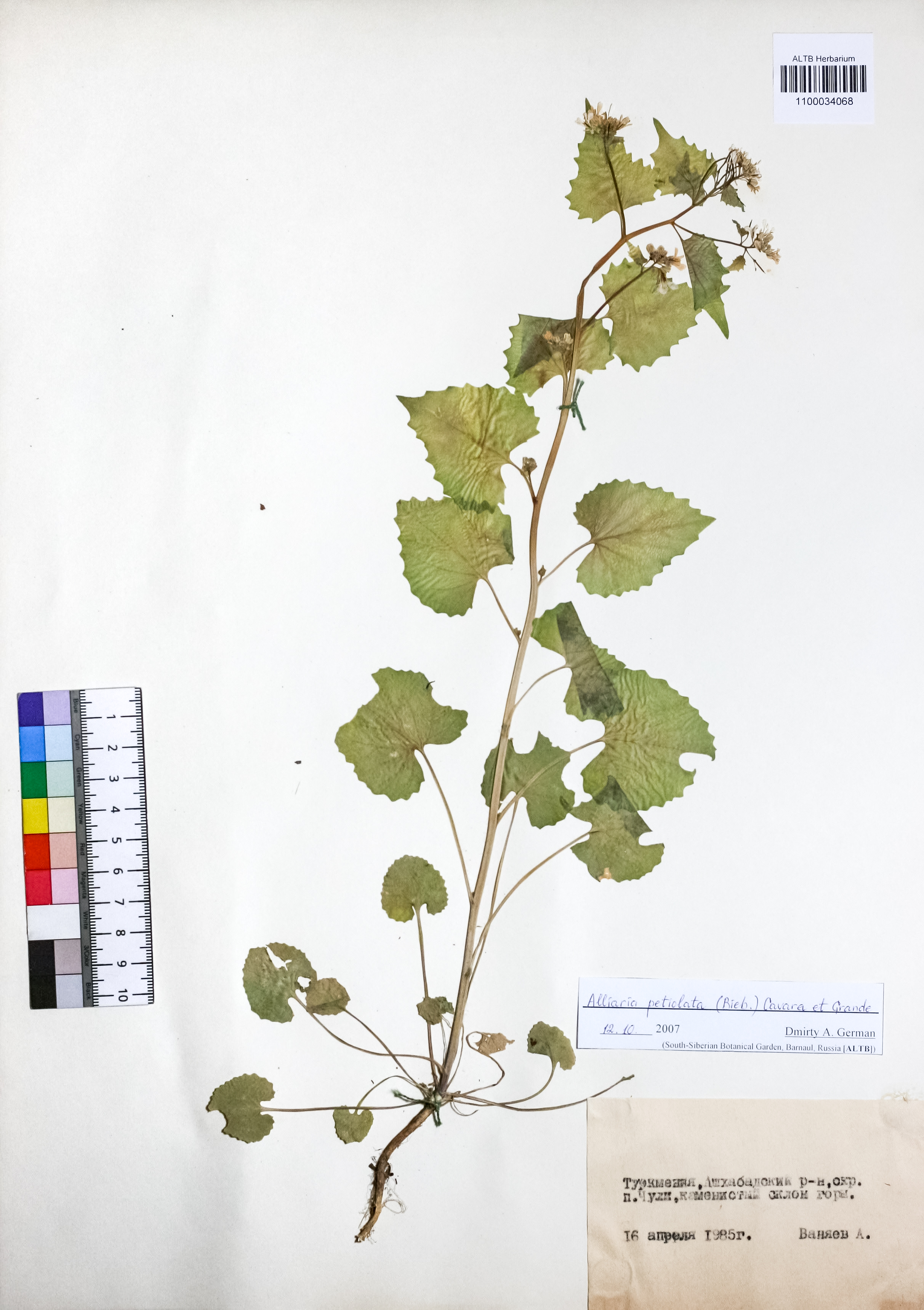 Alliaria petiolata (M.Bieb.) Cavara & Grande