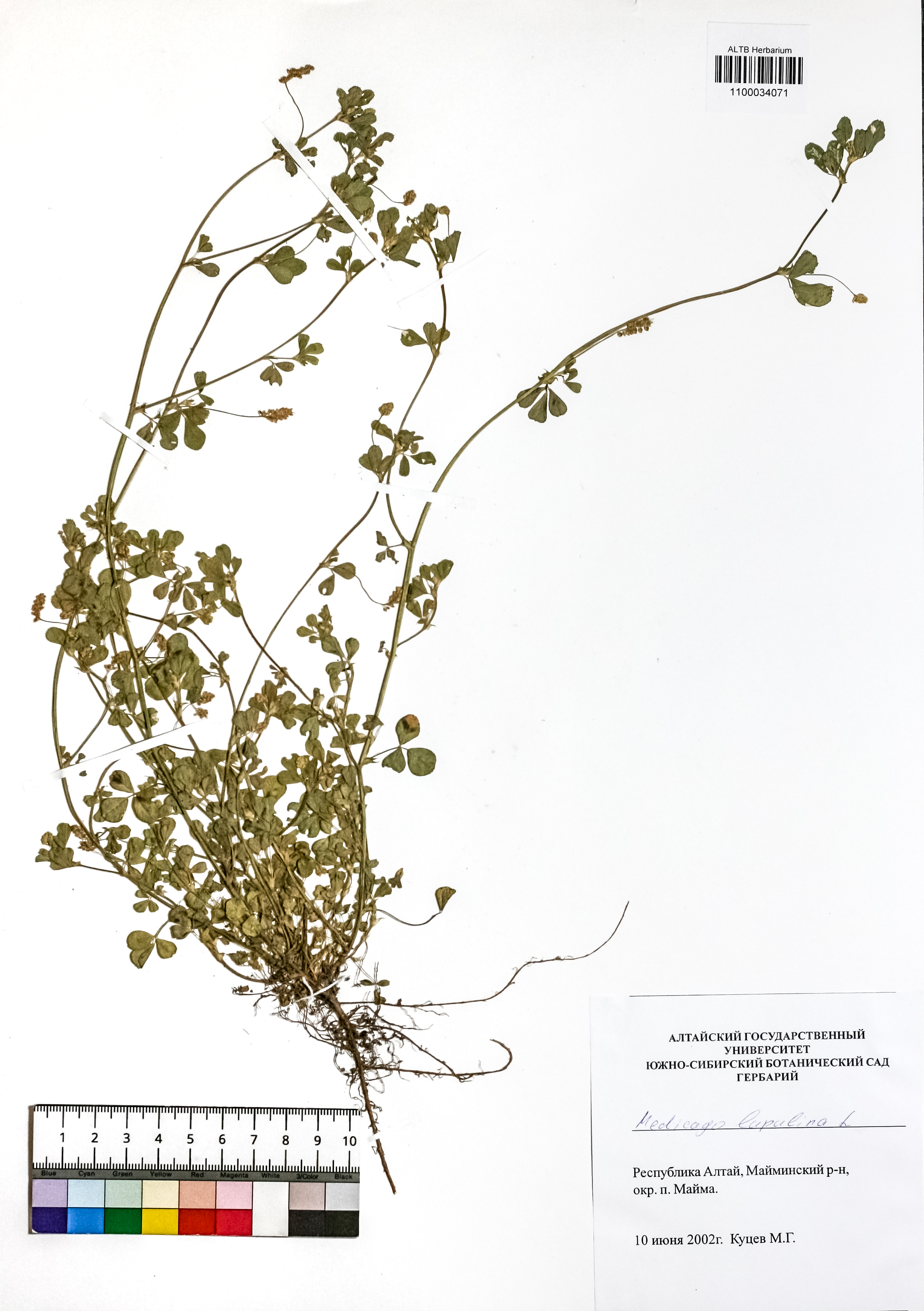 Medicago lupulina L.
