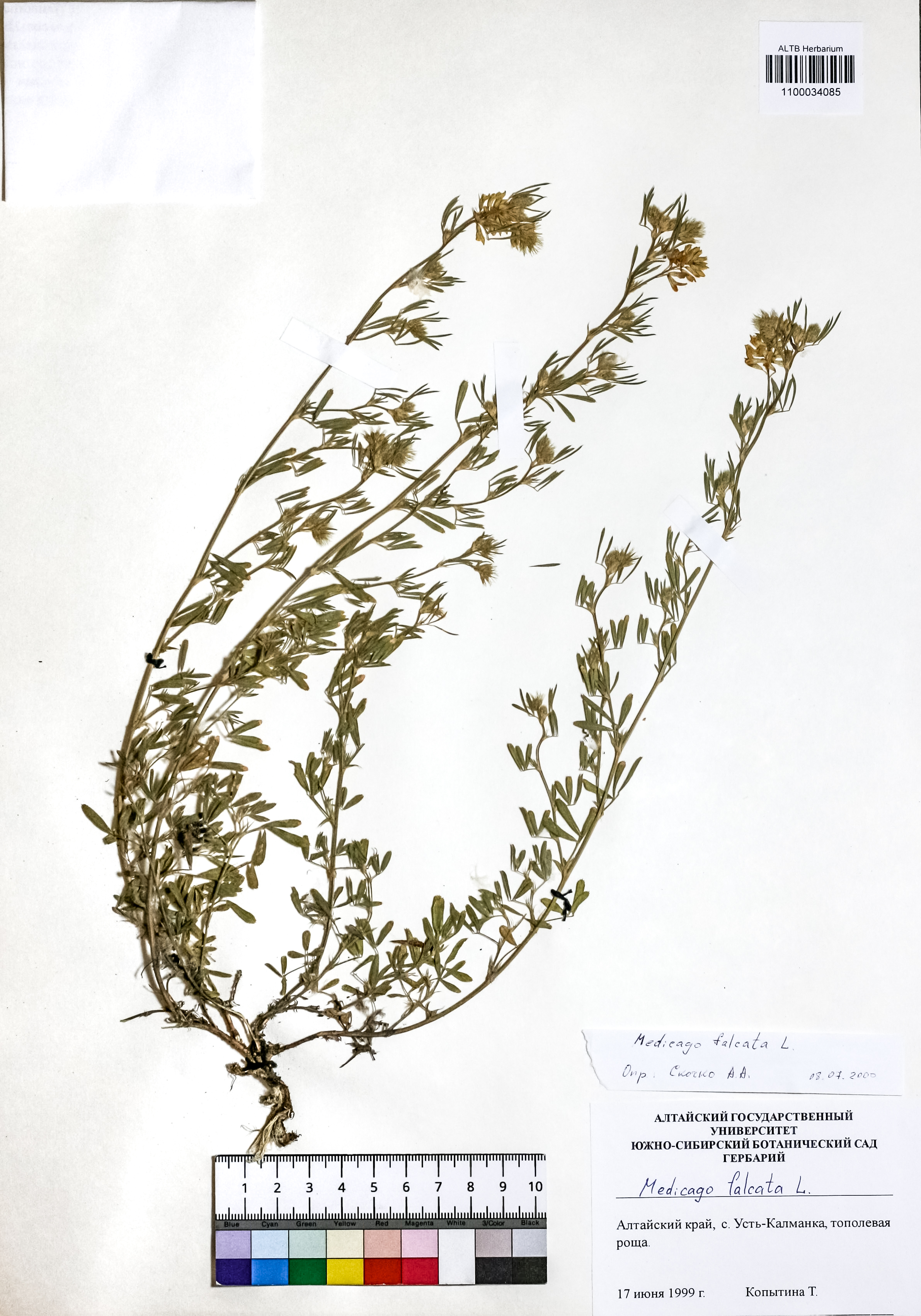 Medicago falcata L.