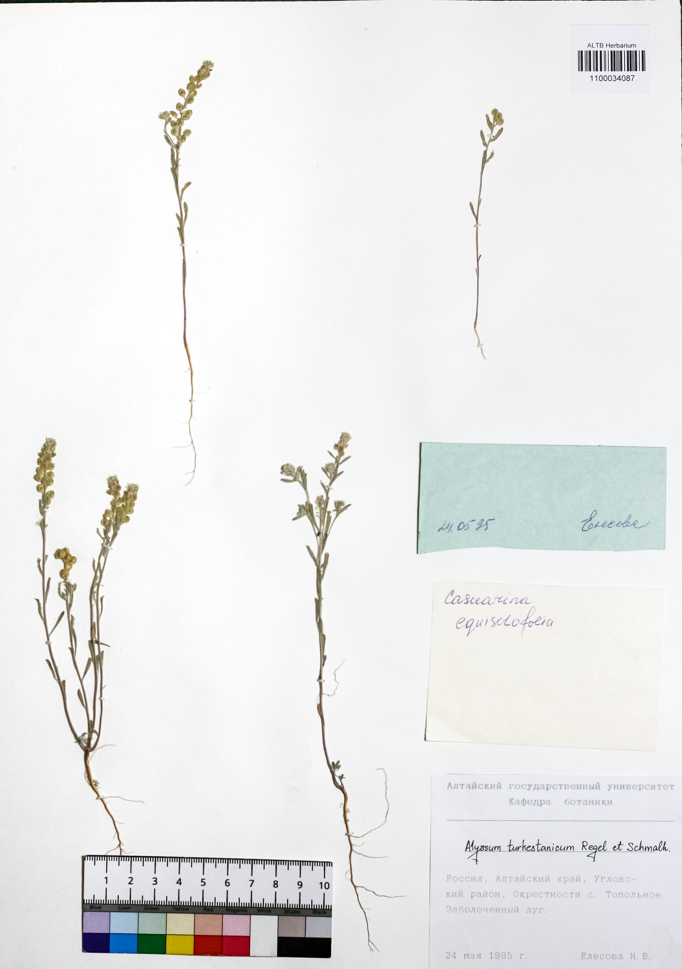 Alyssum turkestanicum Regel & Schmalh.