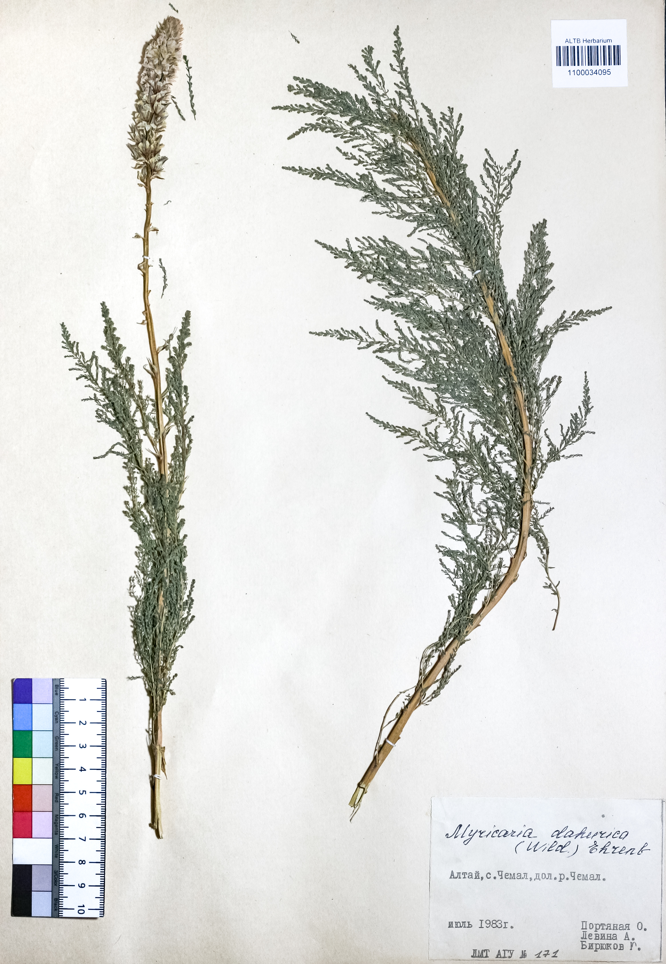 Myricaria dahurica DC.