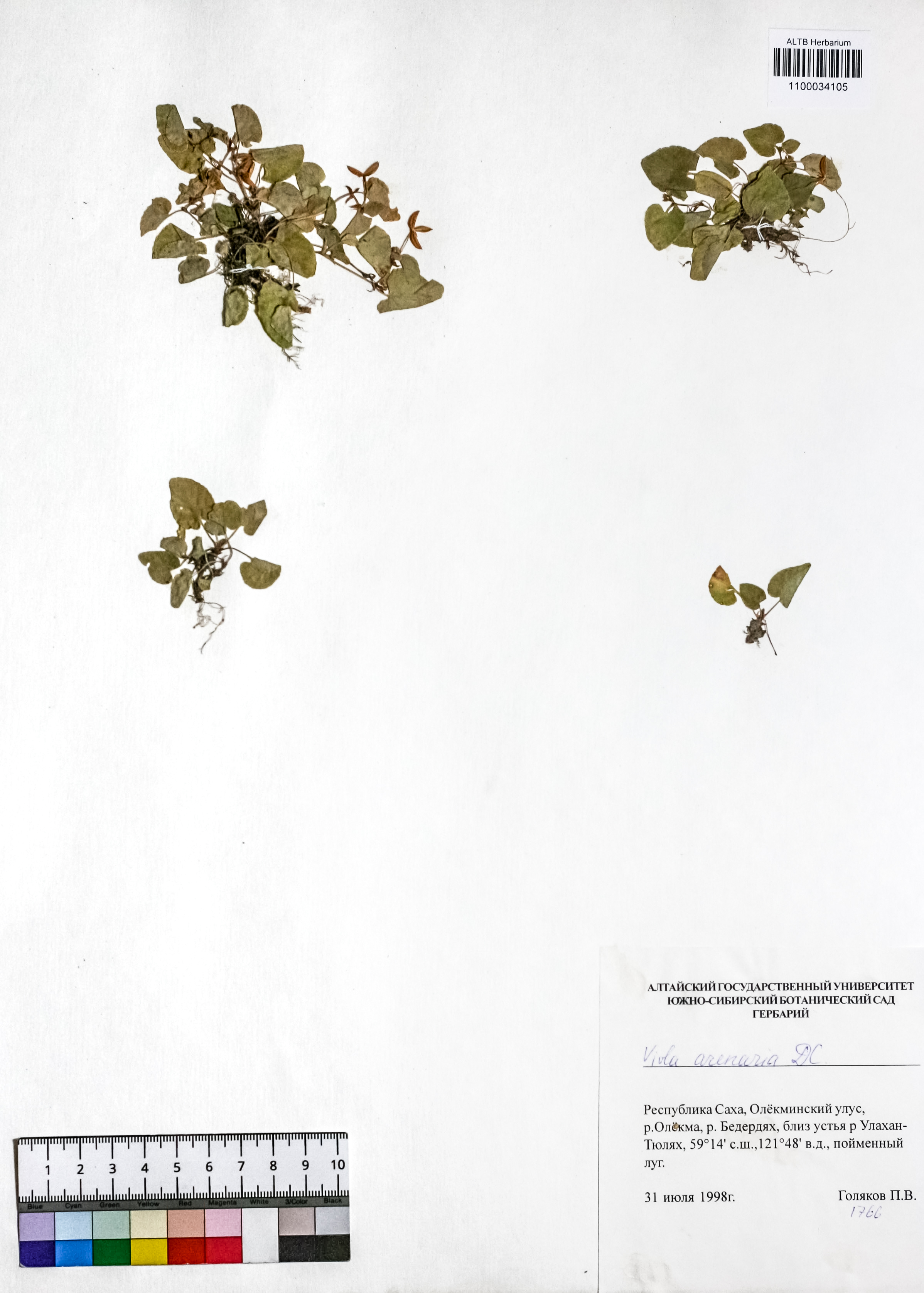 Viola arenaria DC.