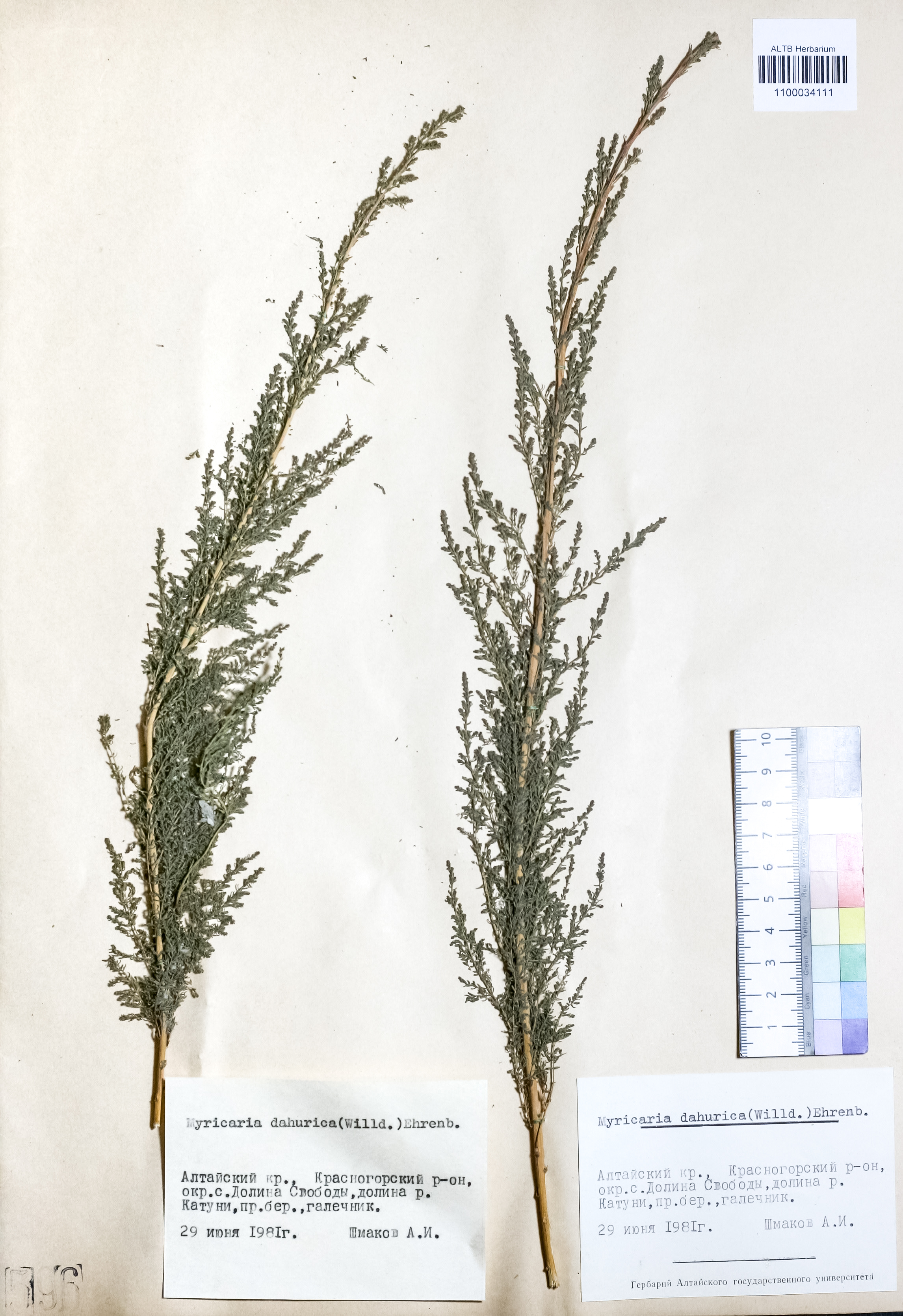 Myricaria dahurica DC.