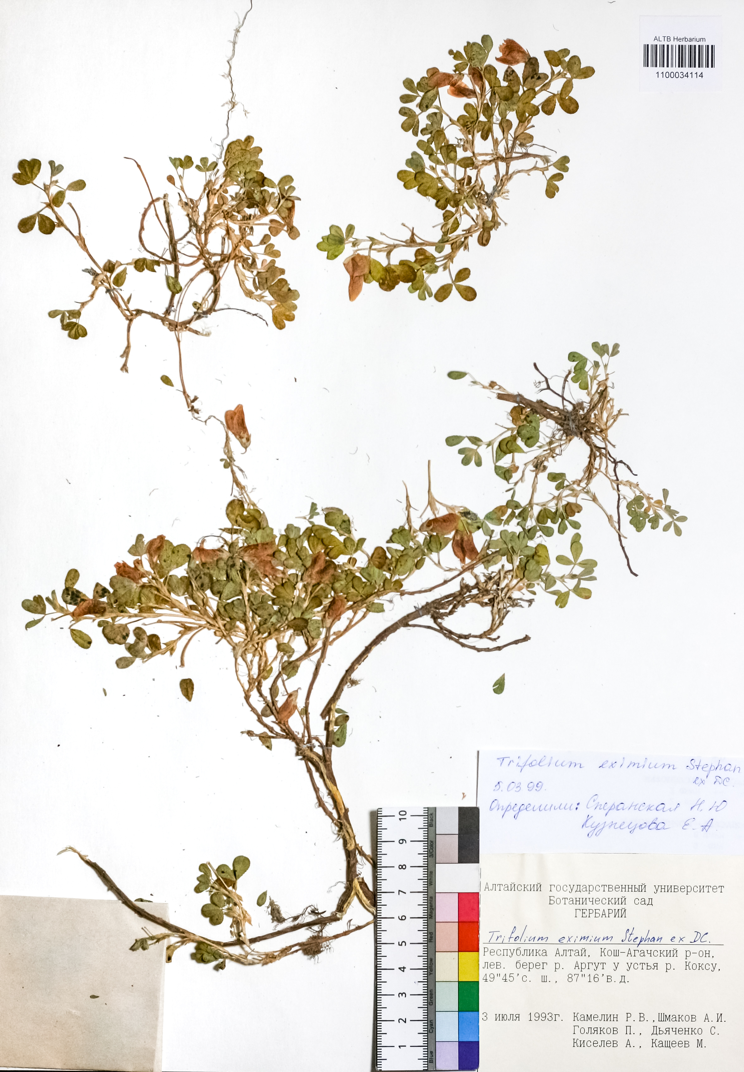 Trifolium eximium Steph. ex Ser.