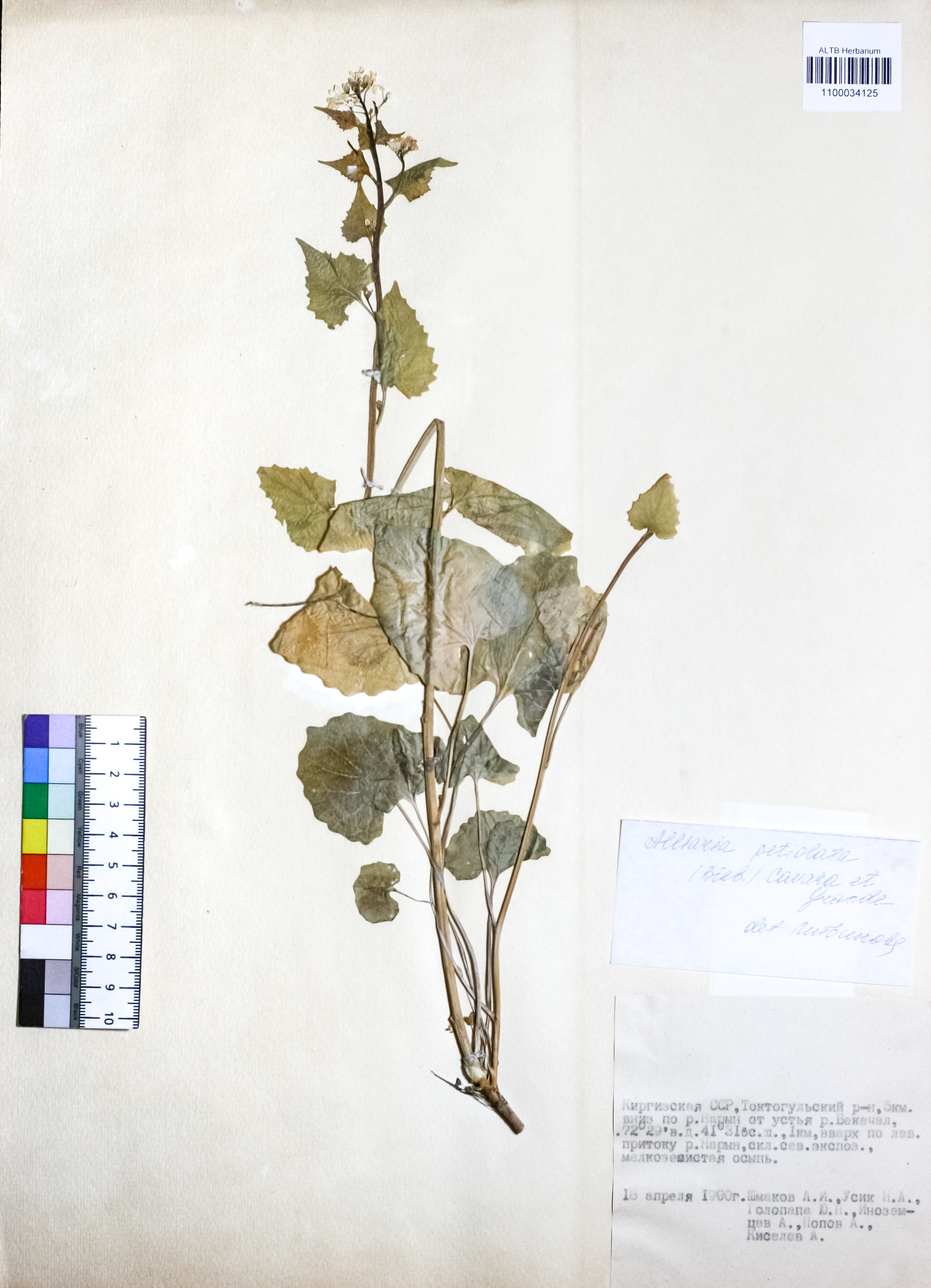 Alliaria petiolata (M.Bieb.) Cavara & Grande