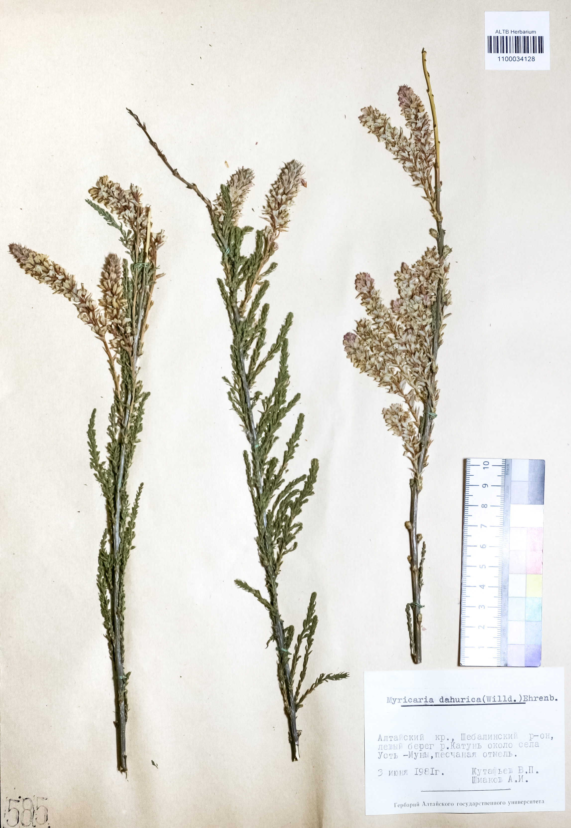 Myricaria dahurica DC.