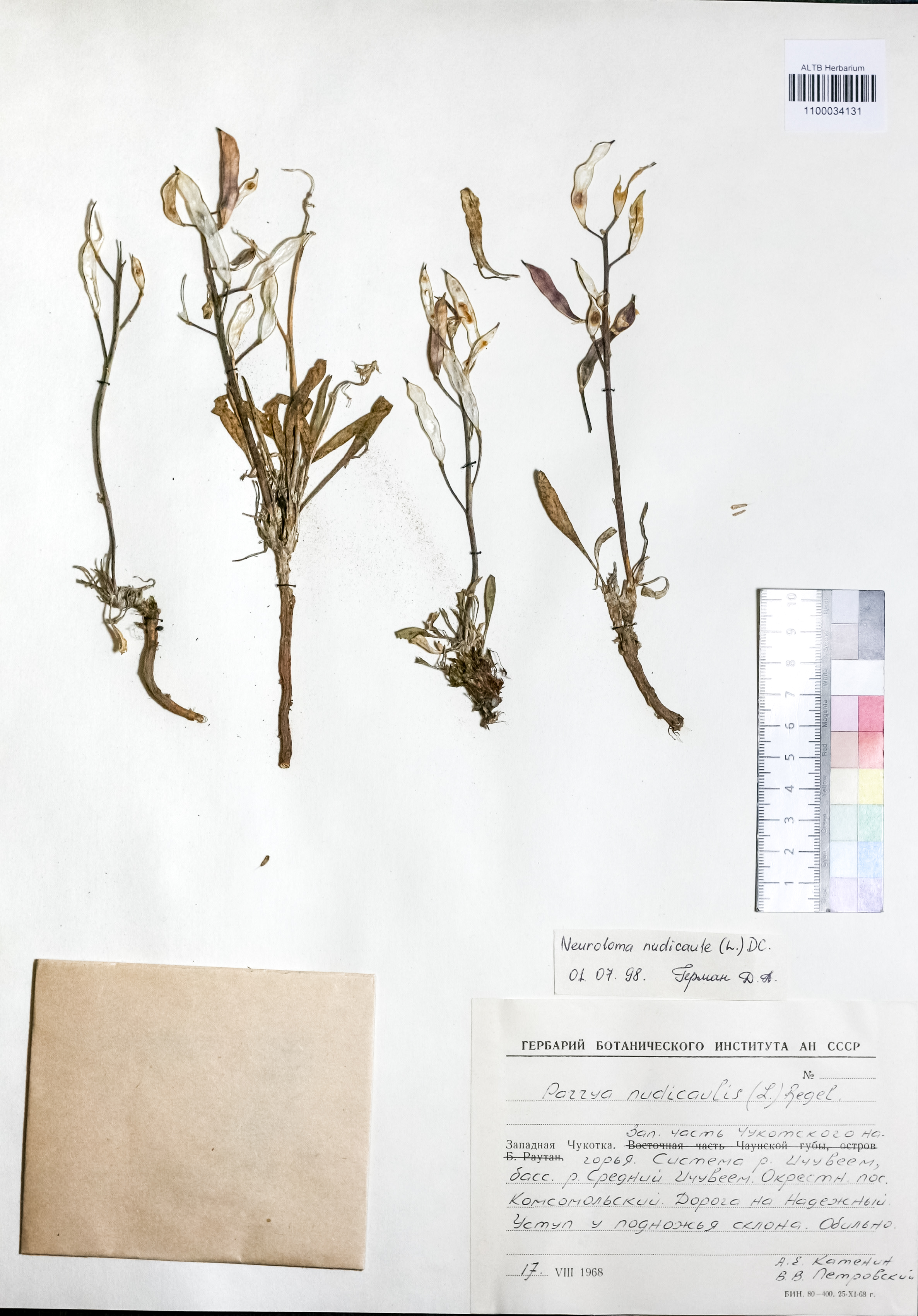 Neuroloma nudicaule DC.