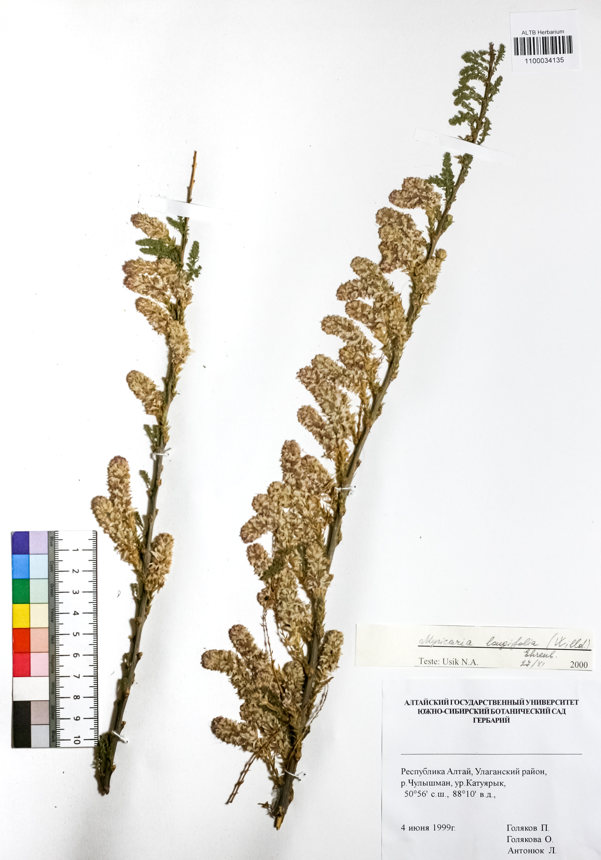 Myricaria longifolia Ehrenb.