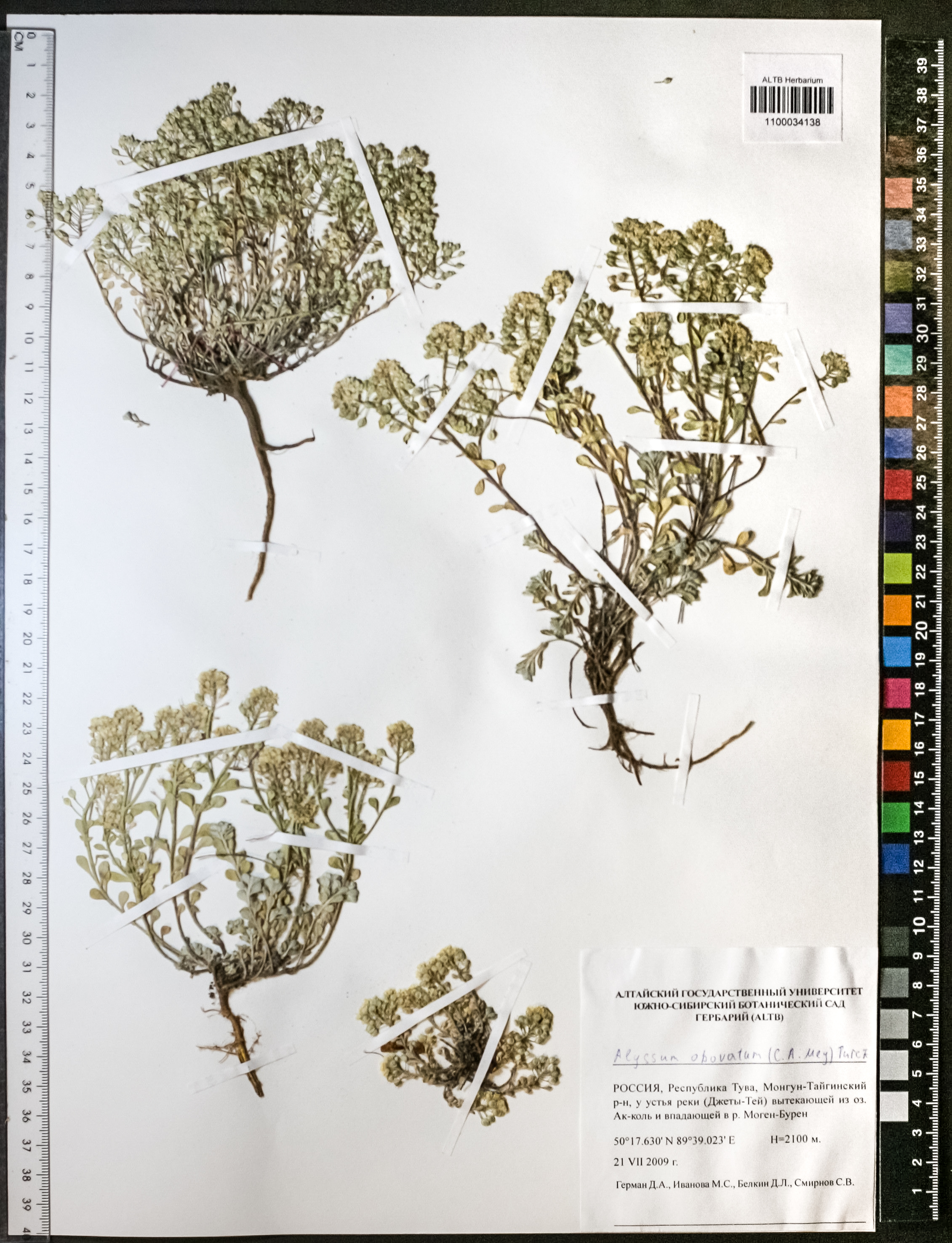 Alyssum obovatum (C.A.Mey.) Turcz.