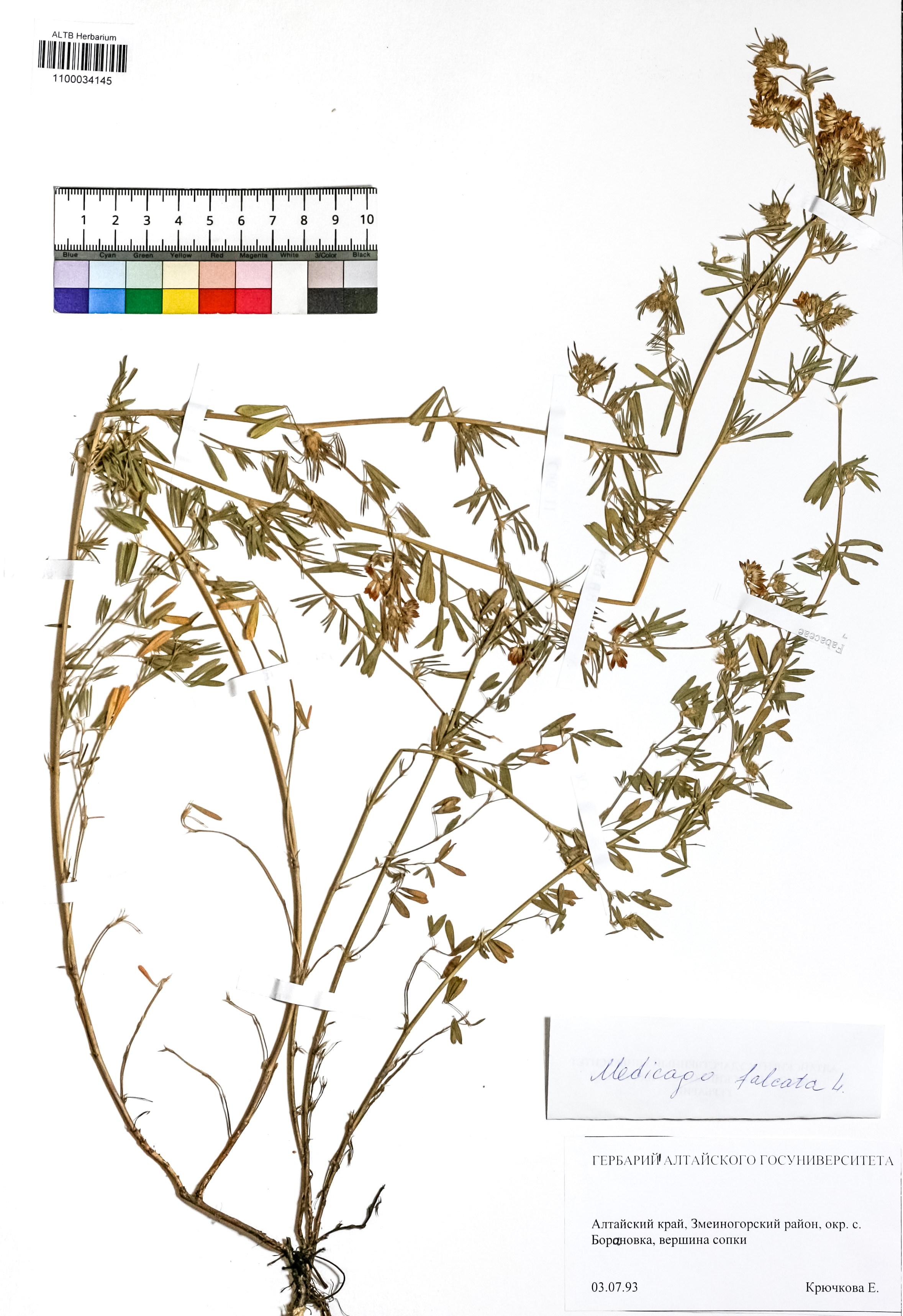 Medicago falcata L.