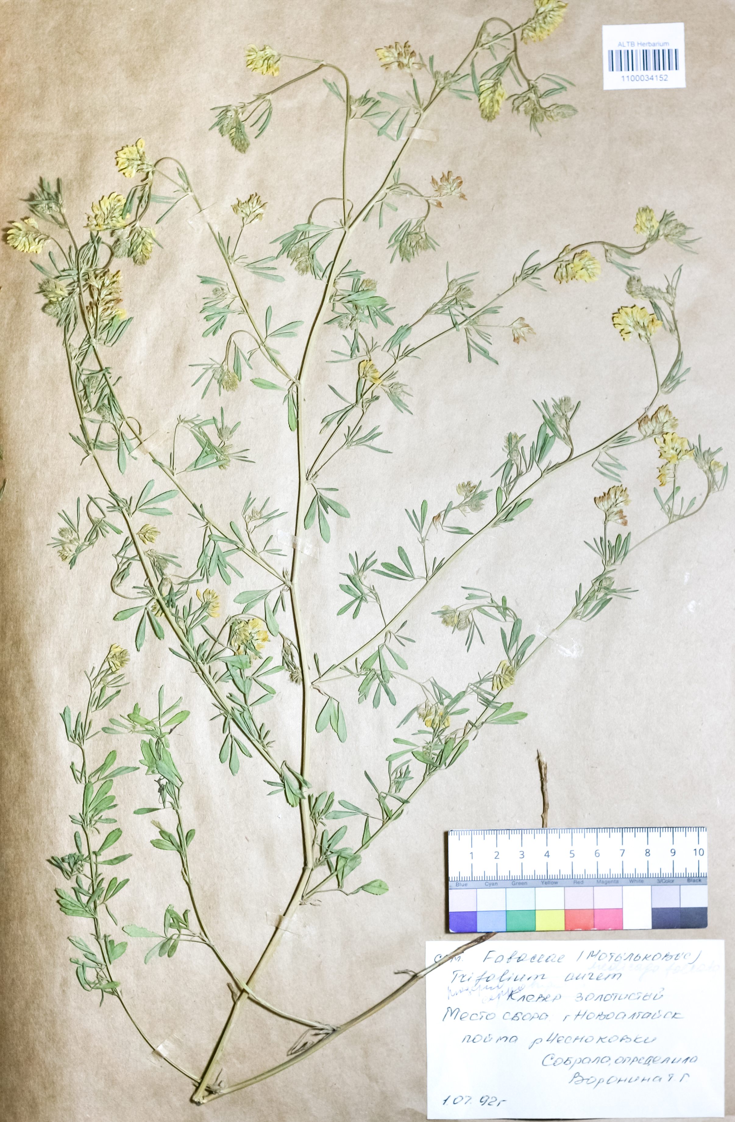 Medicago falcata L.