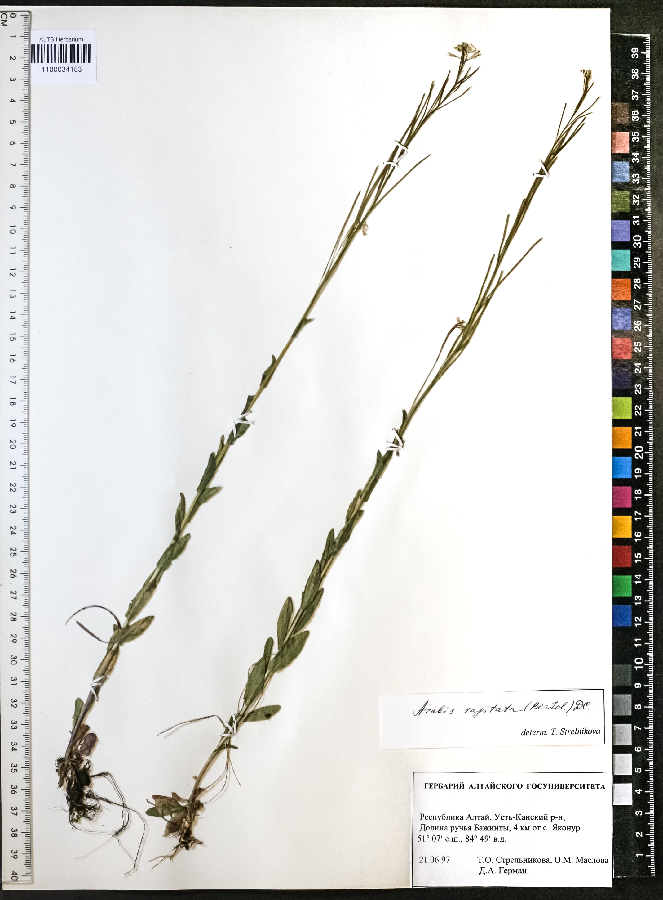Arabis sagittata (Bertol.) DC.