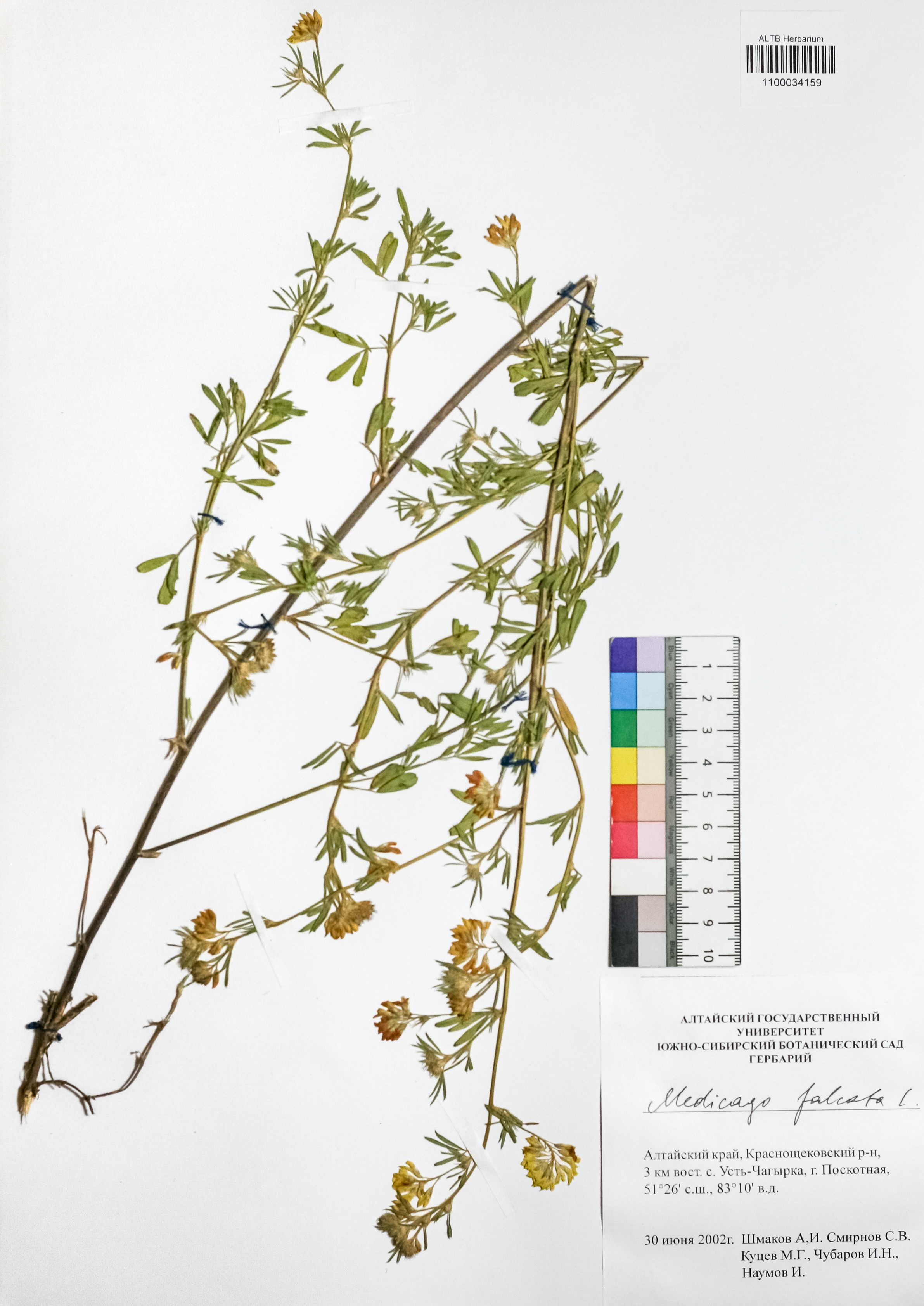 Medicago falcata L.