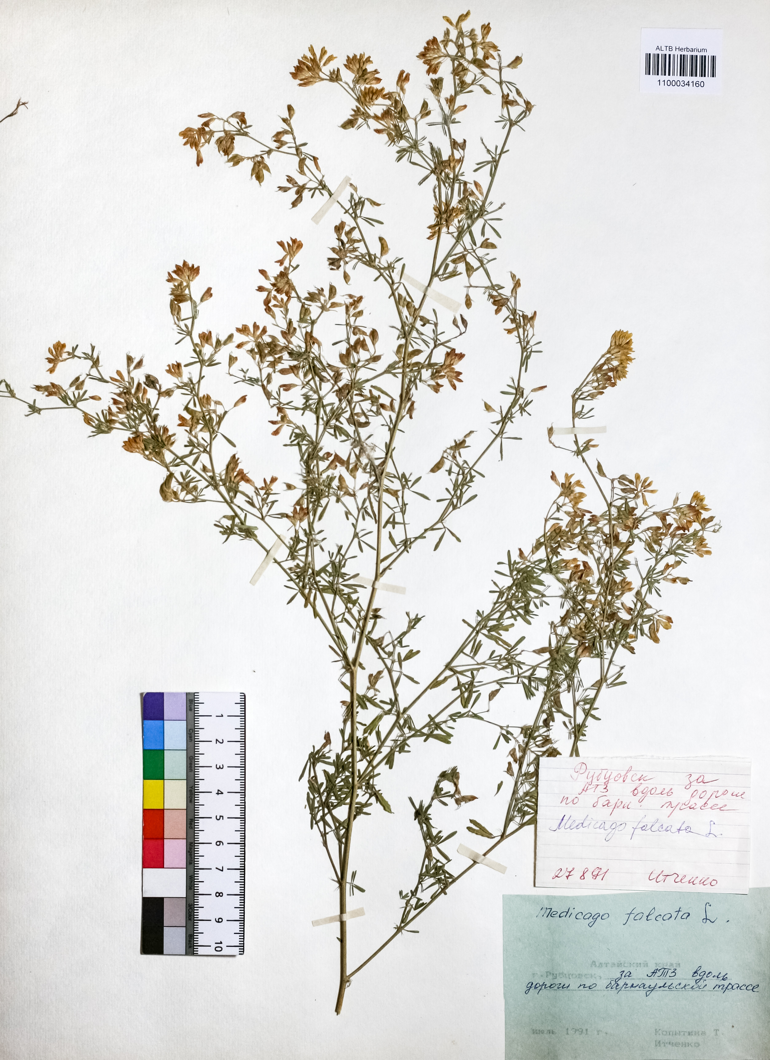 Medicago falcata L.