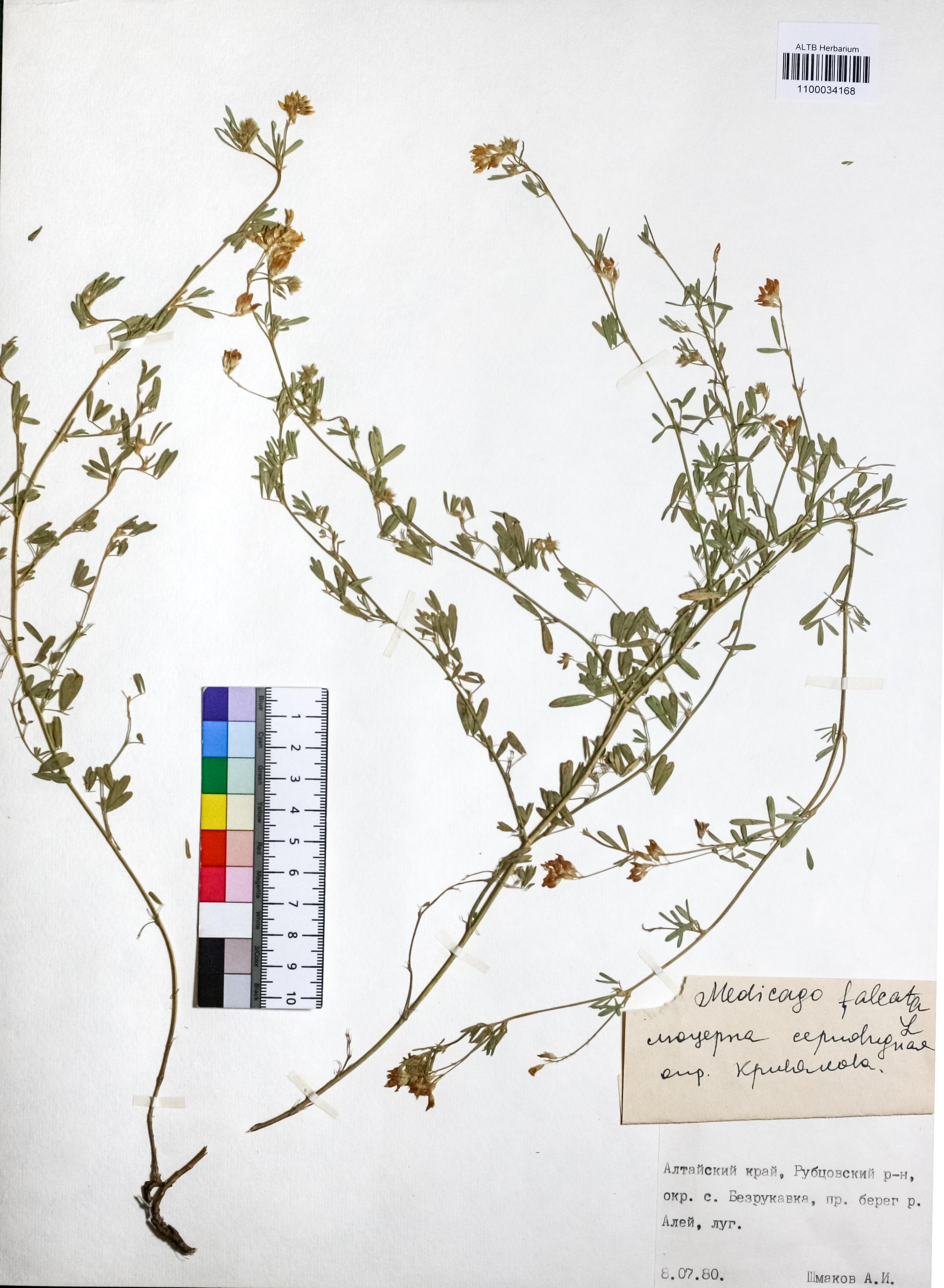 Medicago falcata L.
