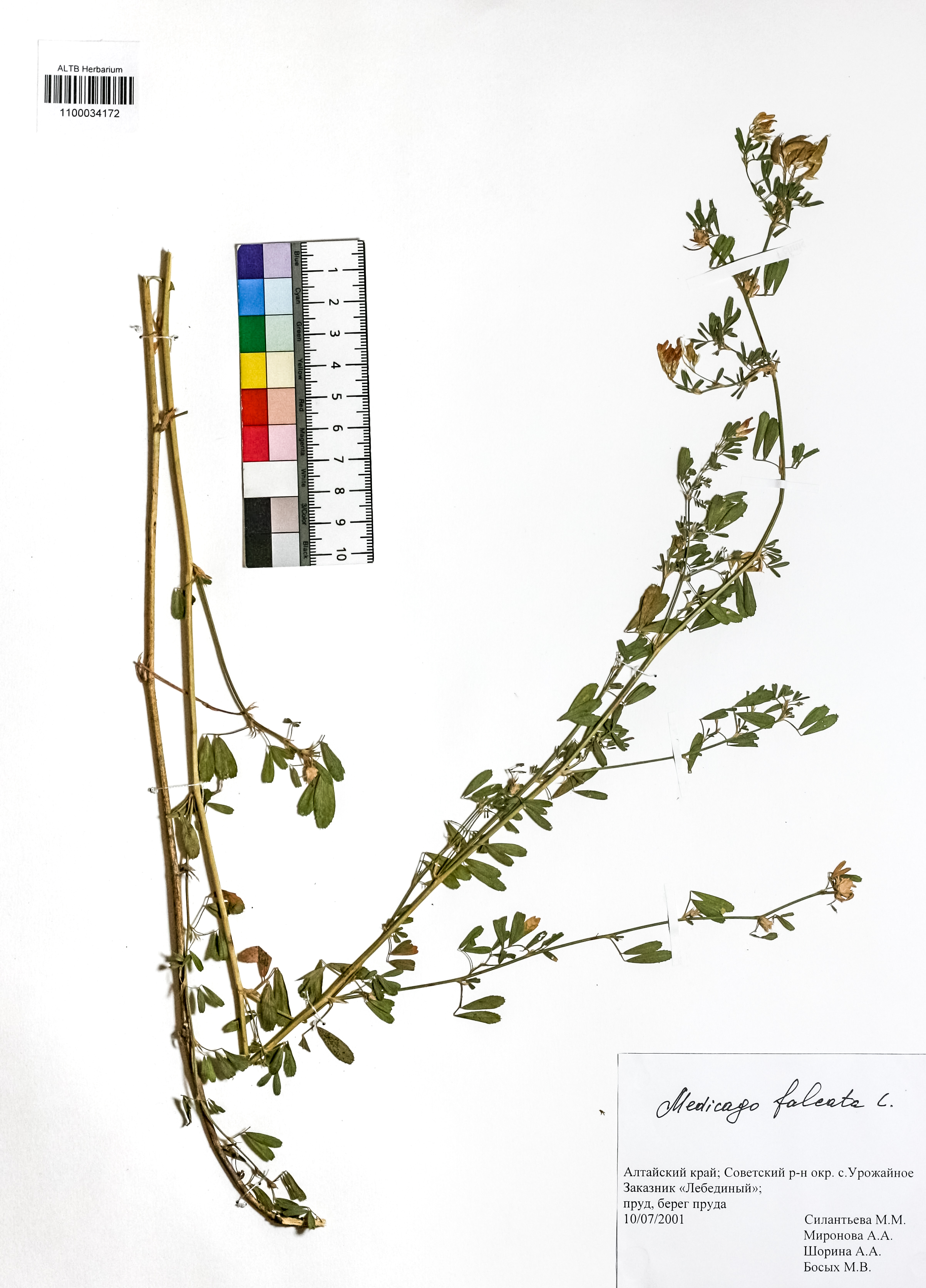 Medicago falcata L.