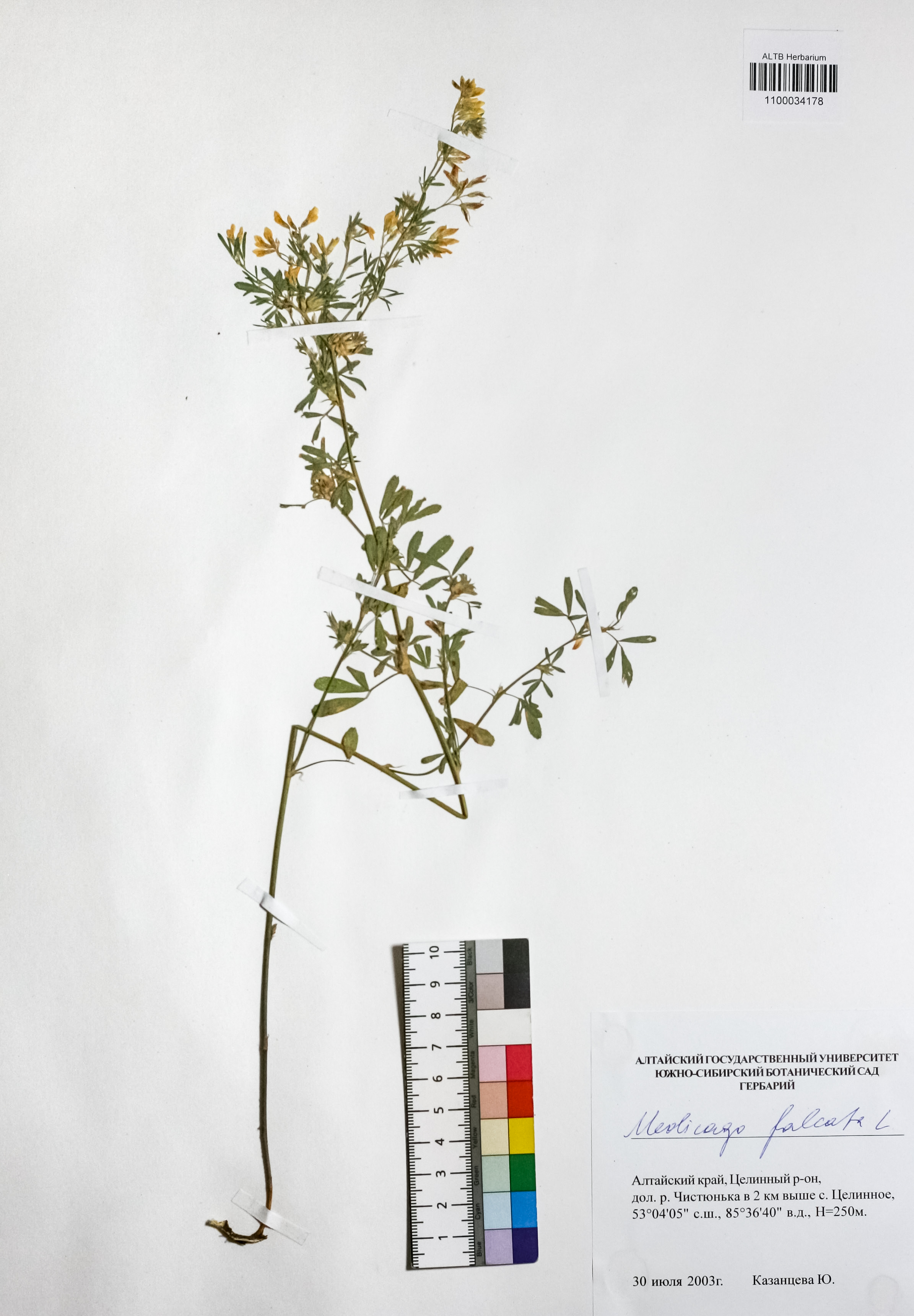 Medicago falcata L.