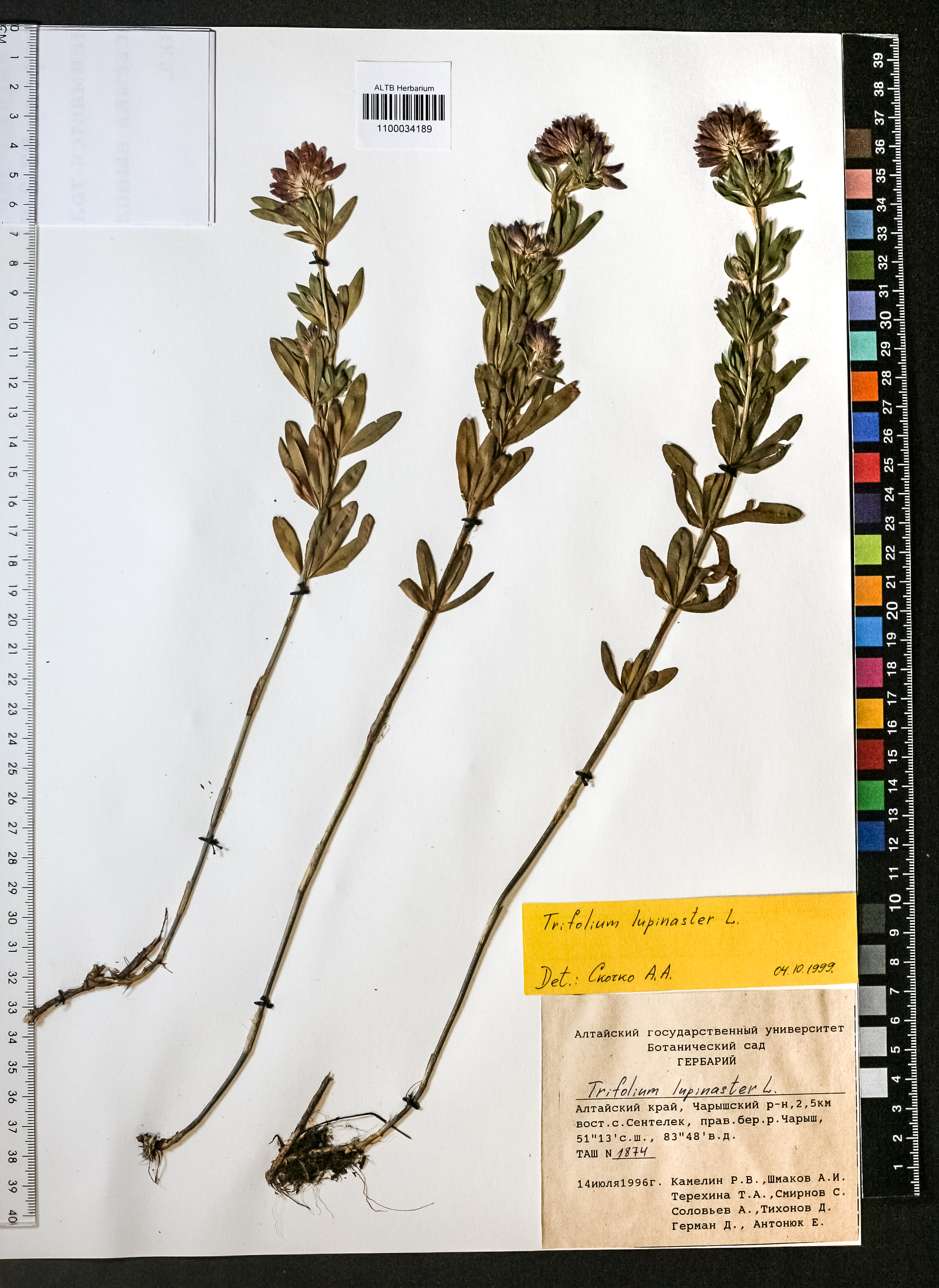 Trifolium lupinaster L.