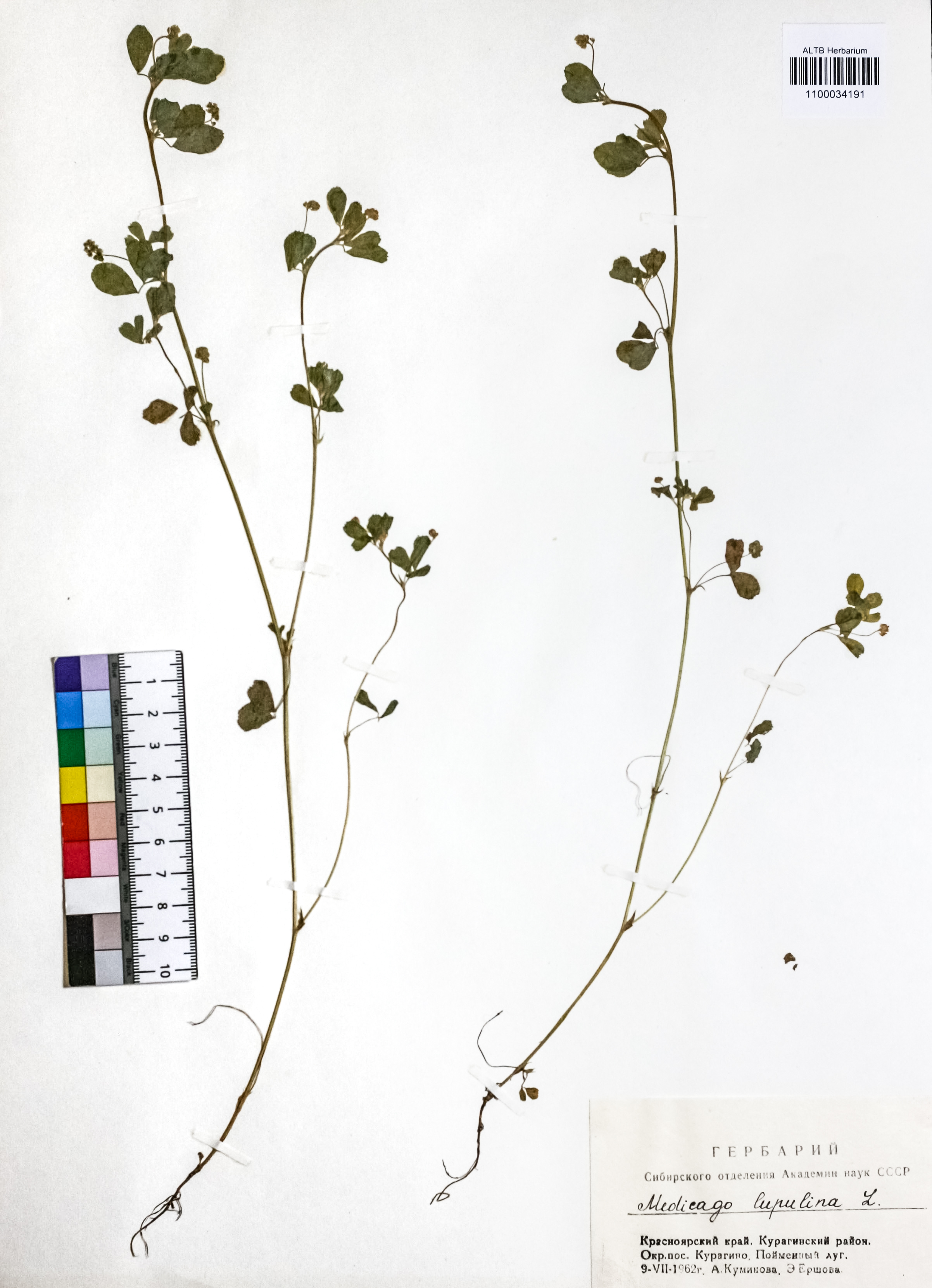 Medicago lupulina L.