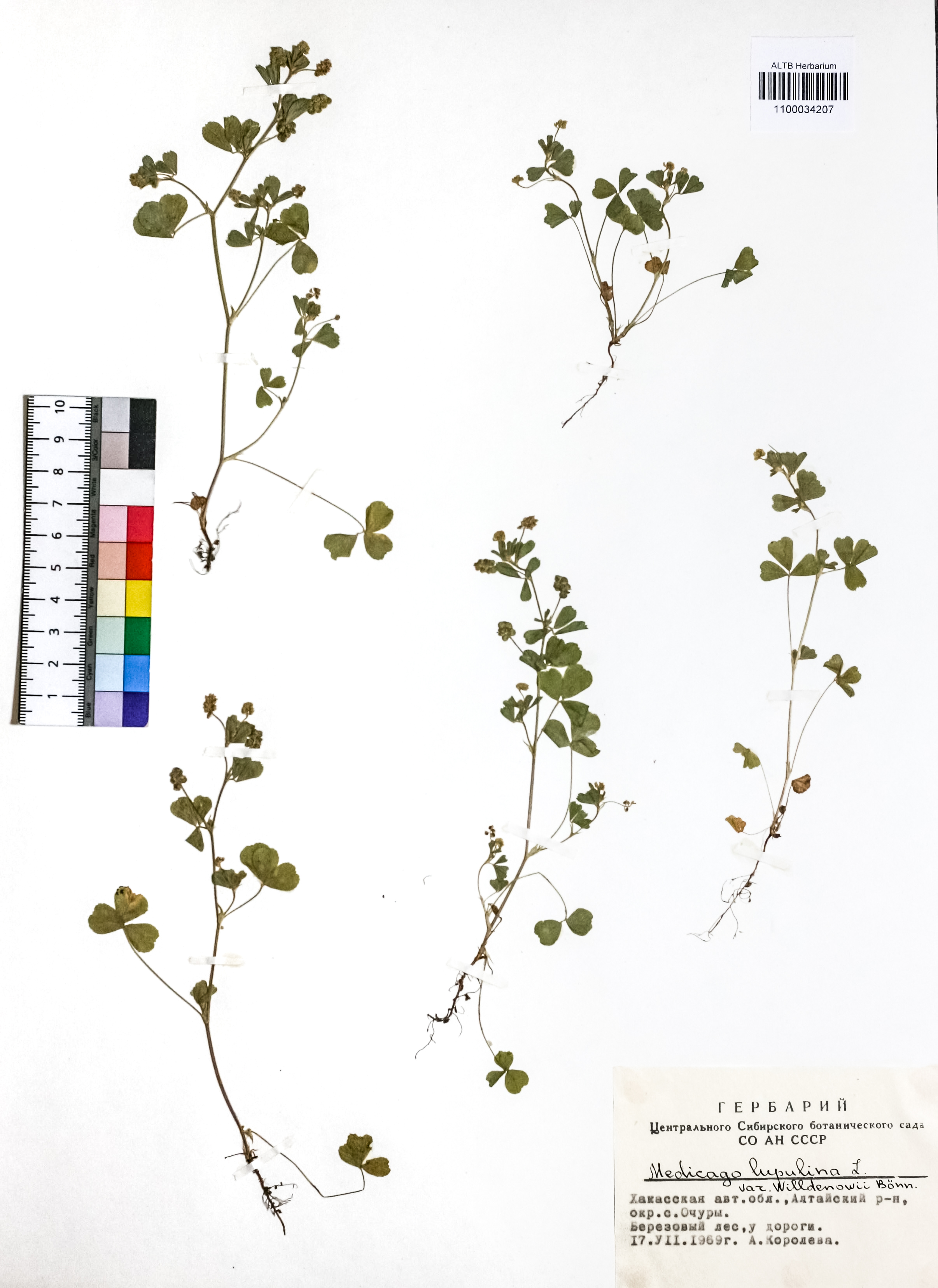 Medicago lupulina L.