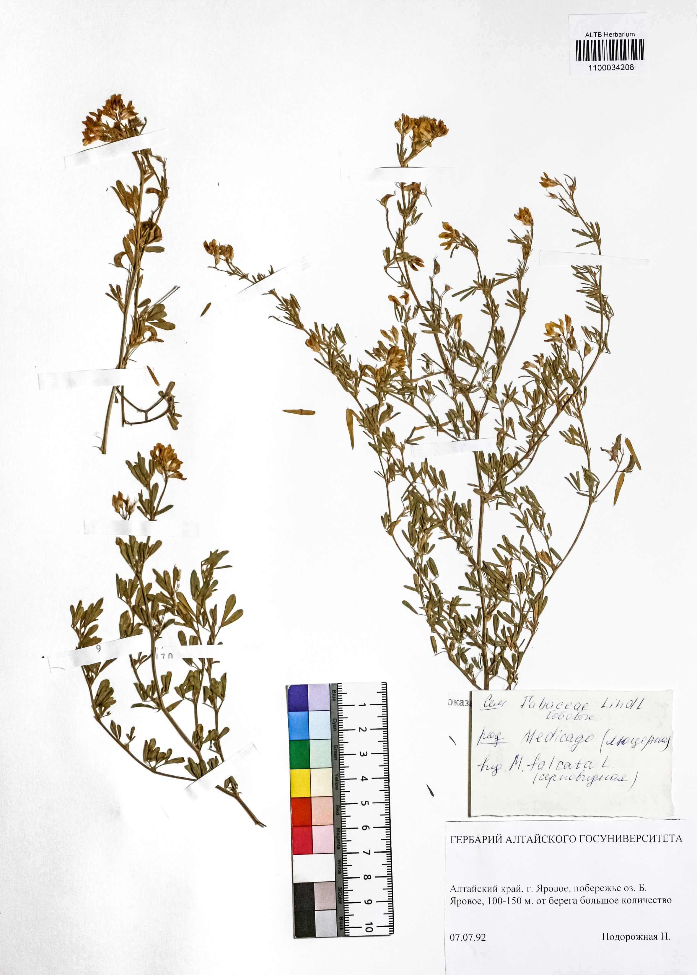 Medicago falcata L.