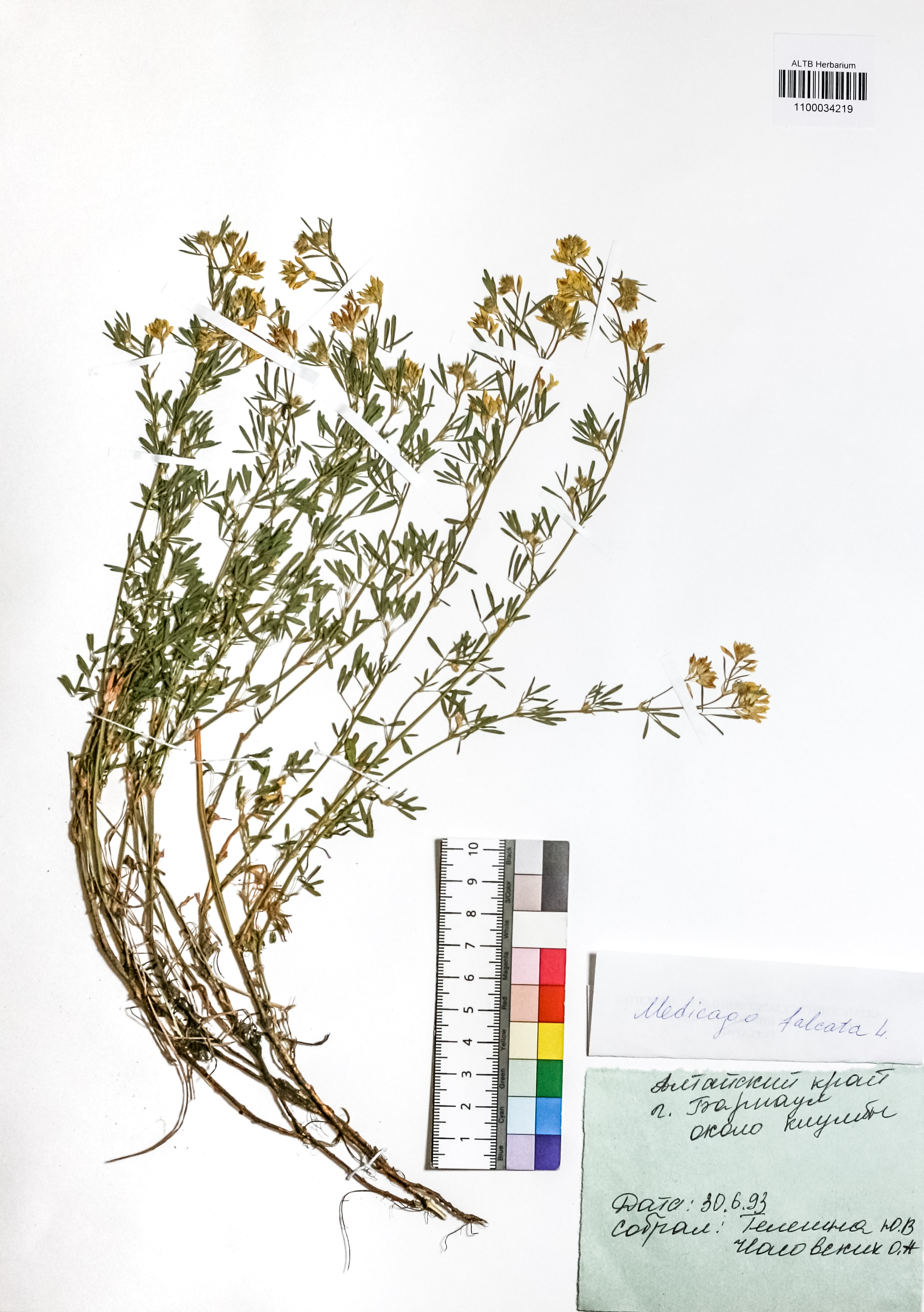 Medicago falcata L.