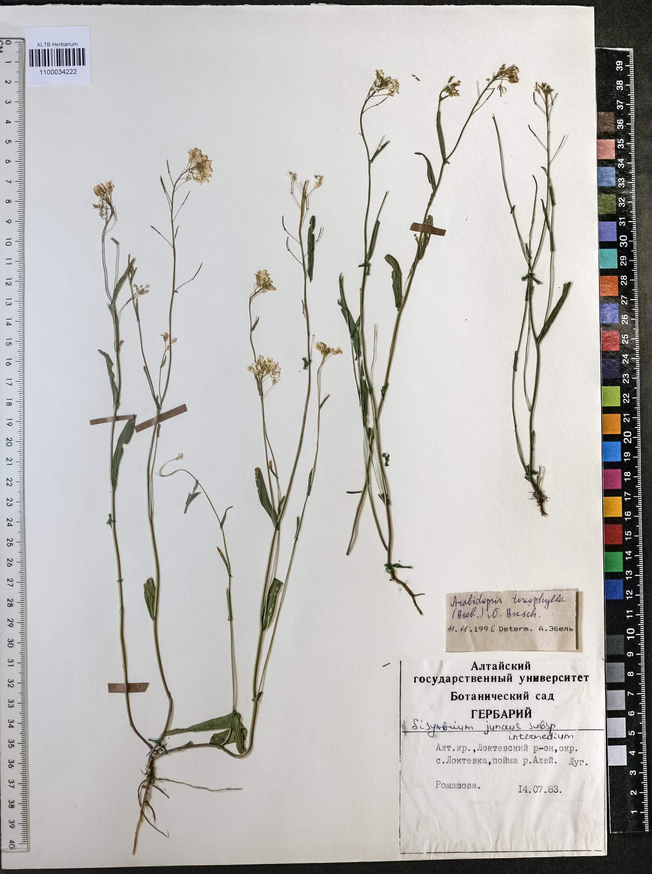 Arabidopsis toxophylla (M.Bieb.) N.Busch