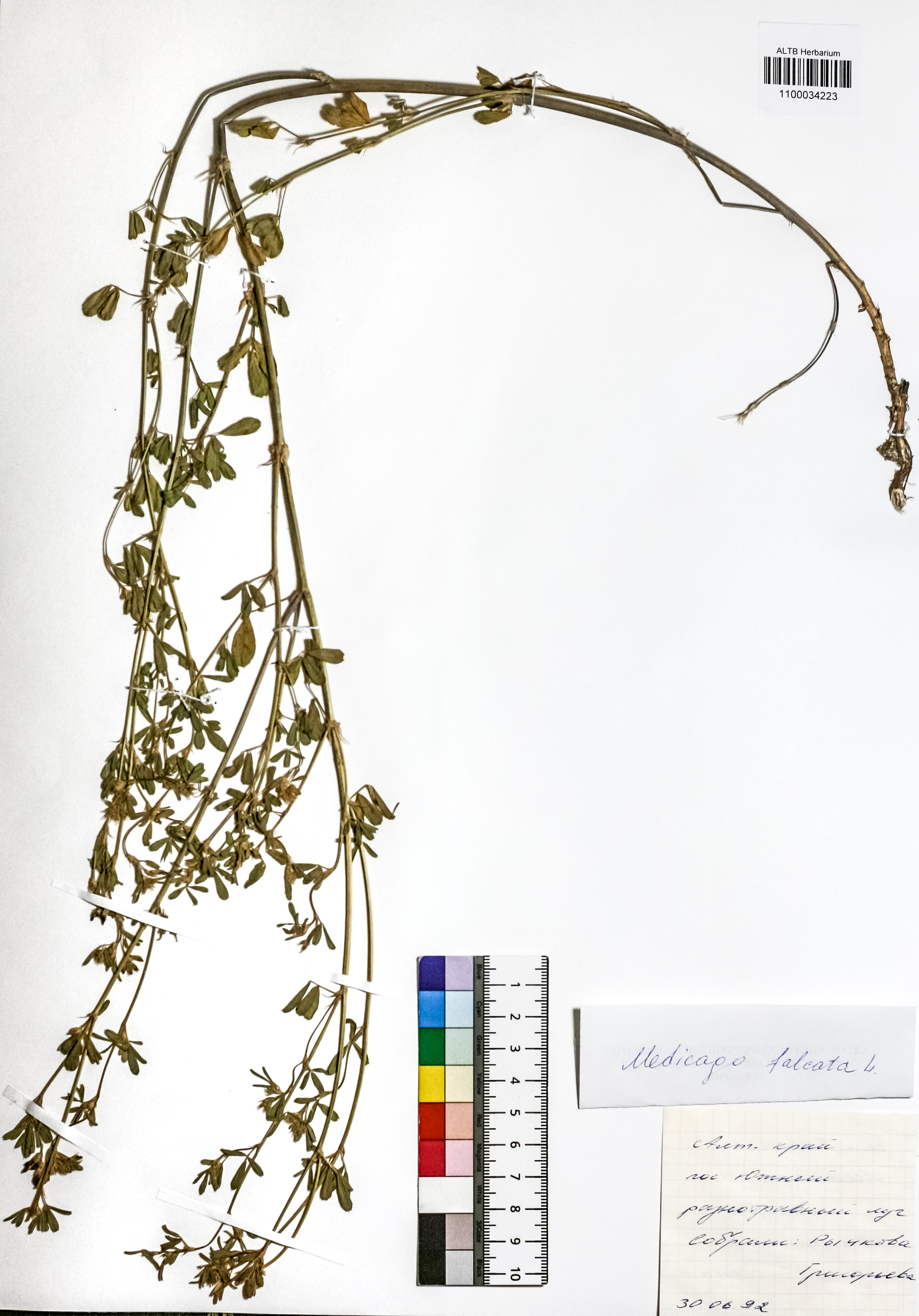 Medicago falcata L.