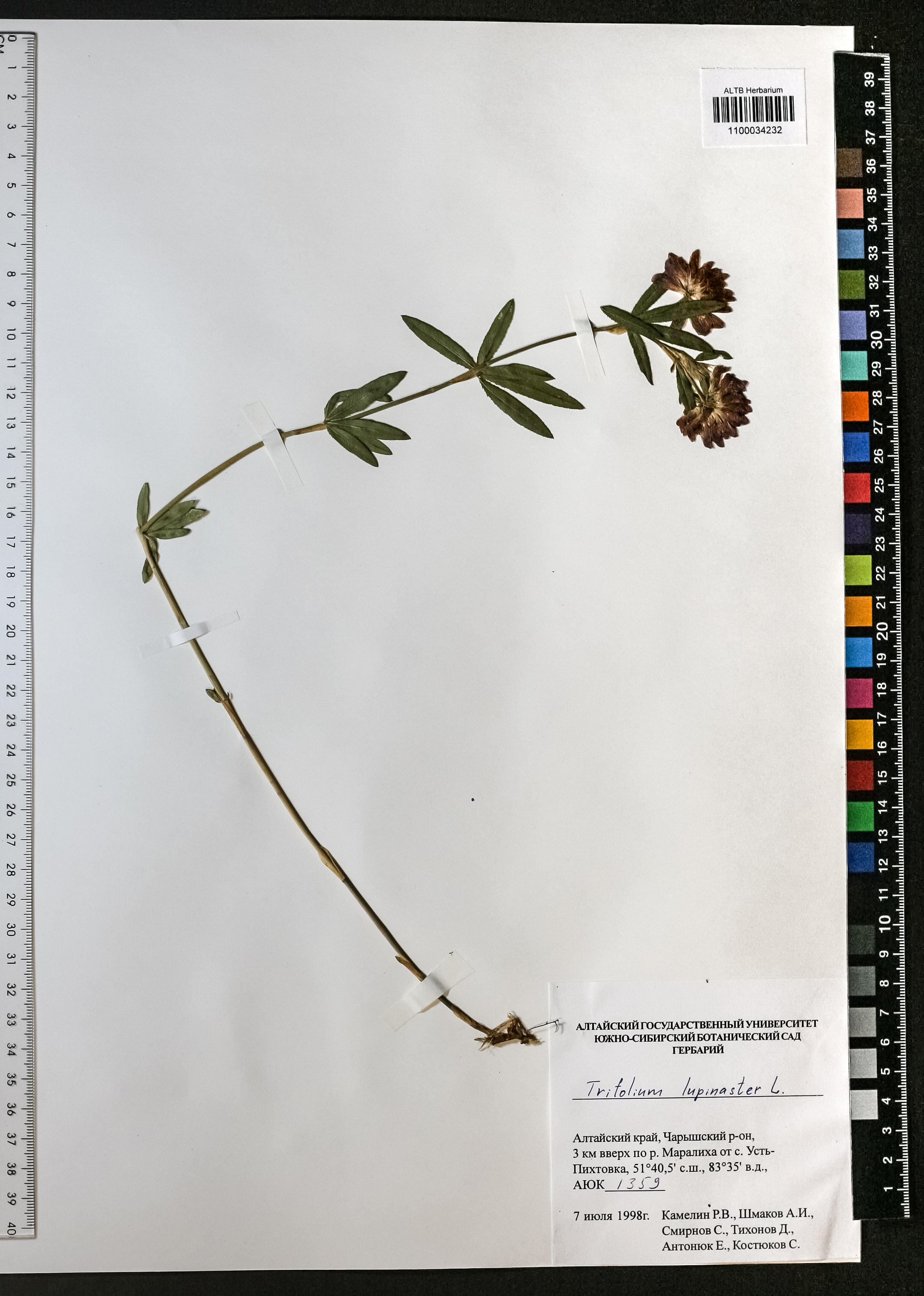 Trifolium lupinaster L.