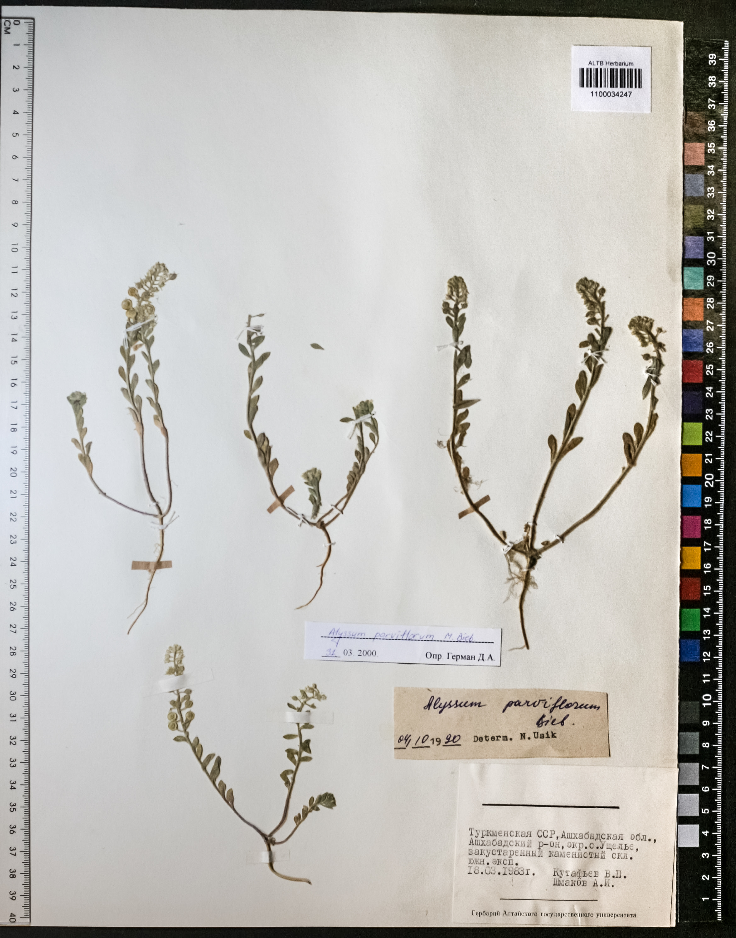Alyssum parviflorum M.Bieb.