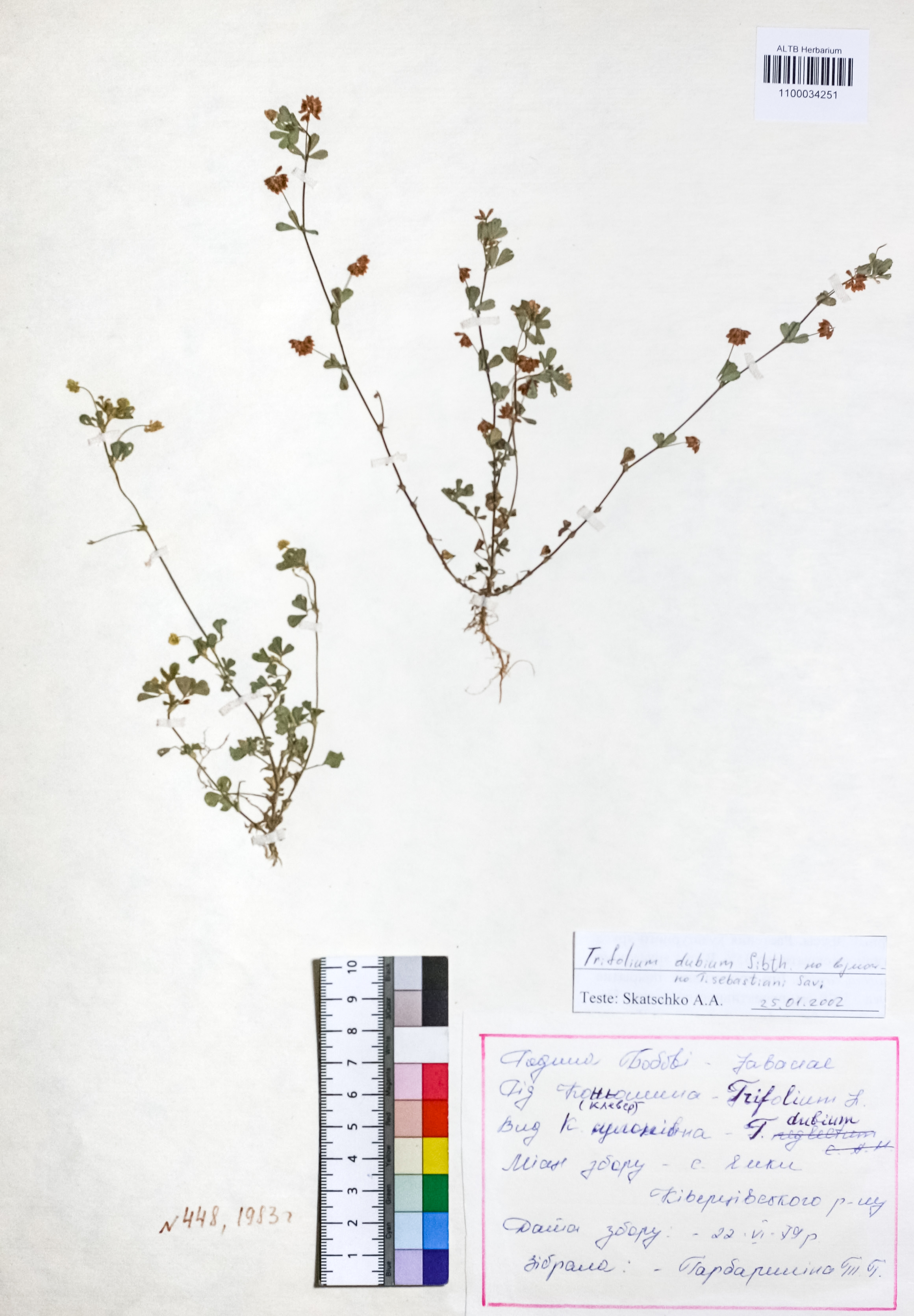 Trifolium dubium Sibth.