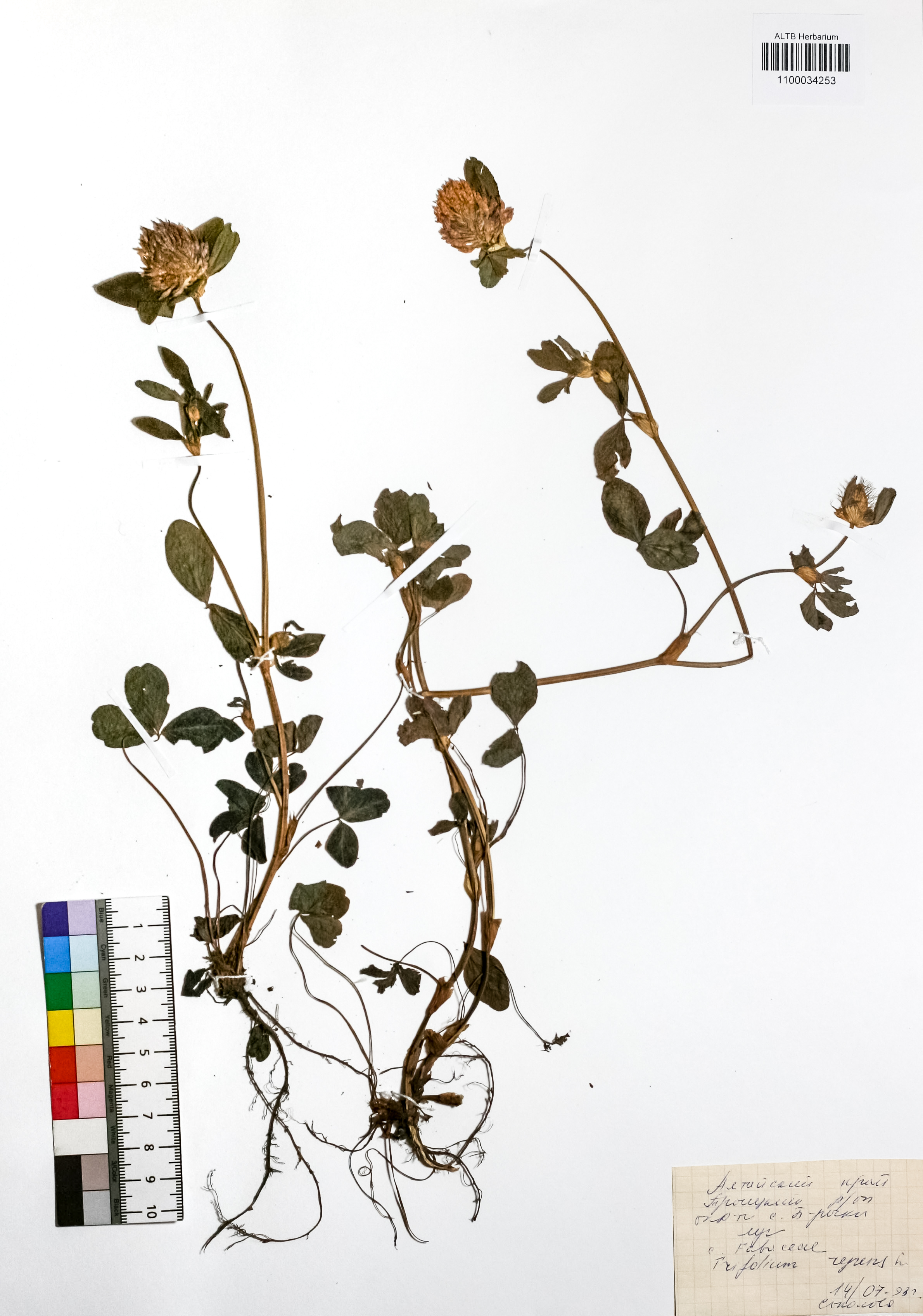 Trifolium repens L.