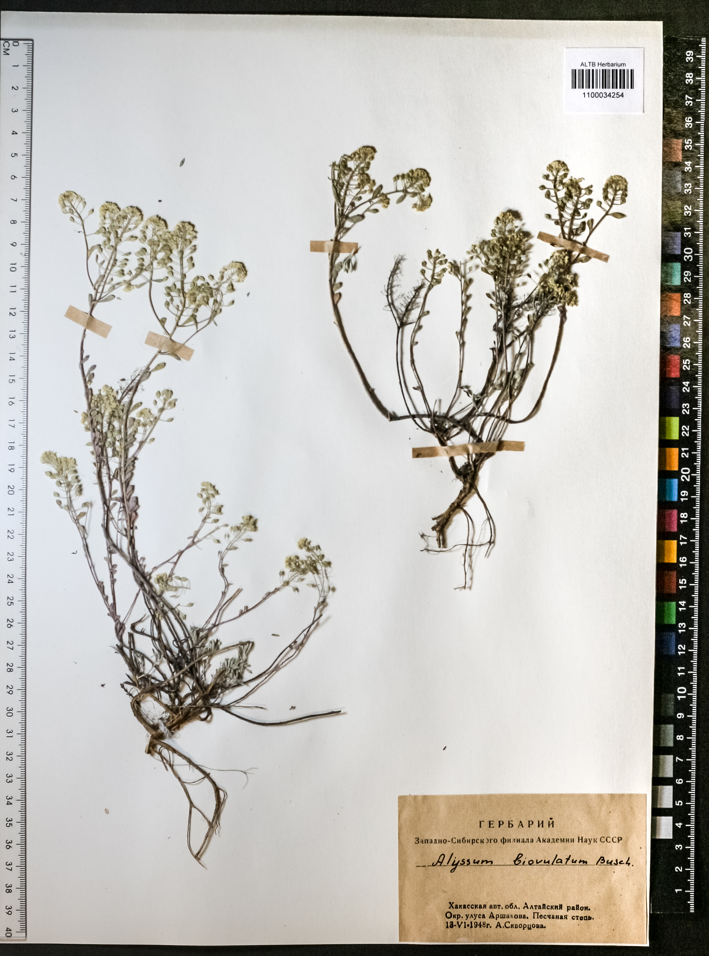 Alyssum obovatum (C.A.Mey.) Turcz.