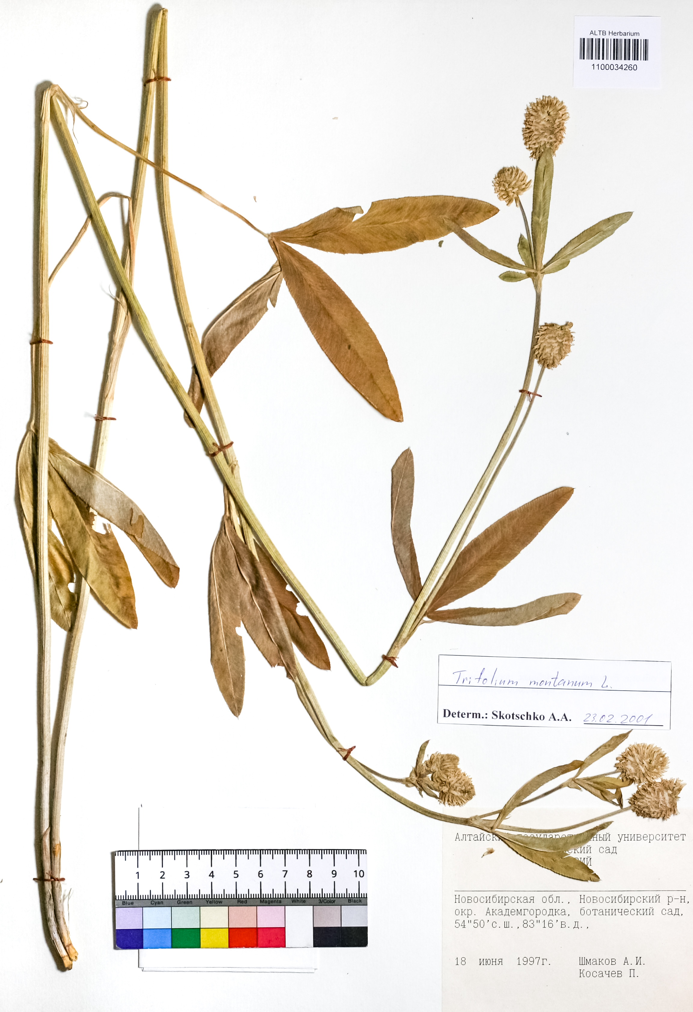 Trifolium montanum L.