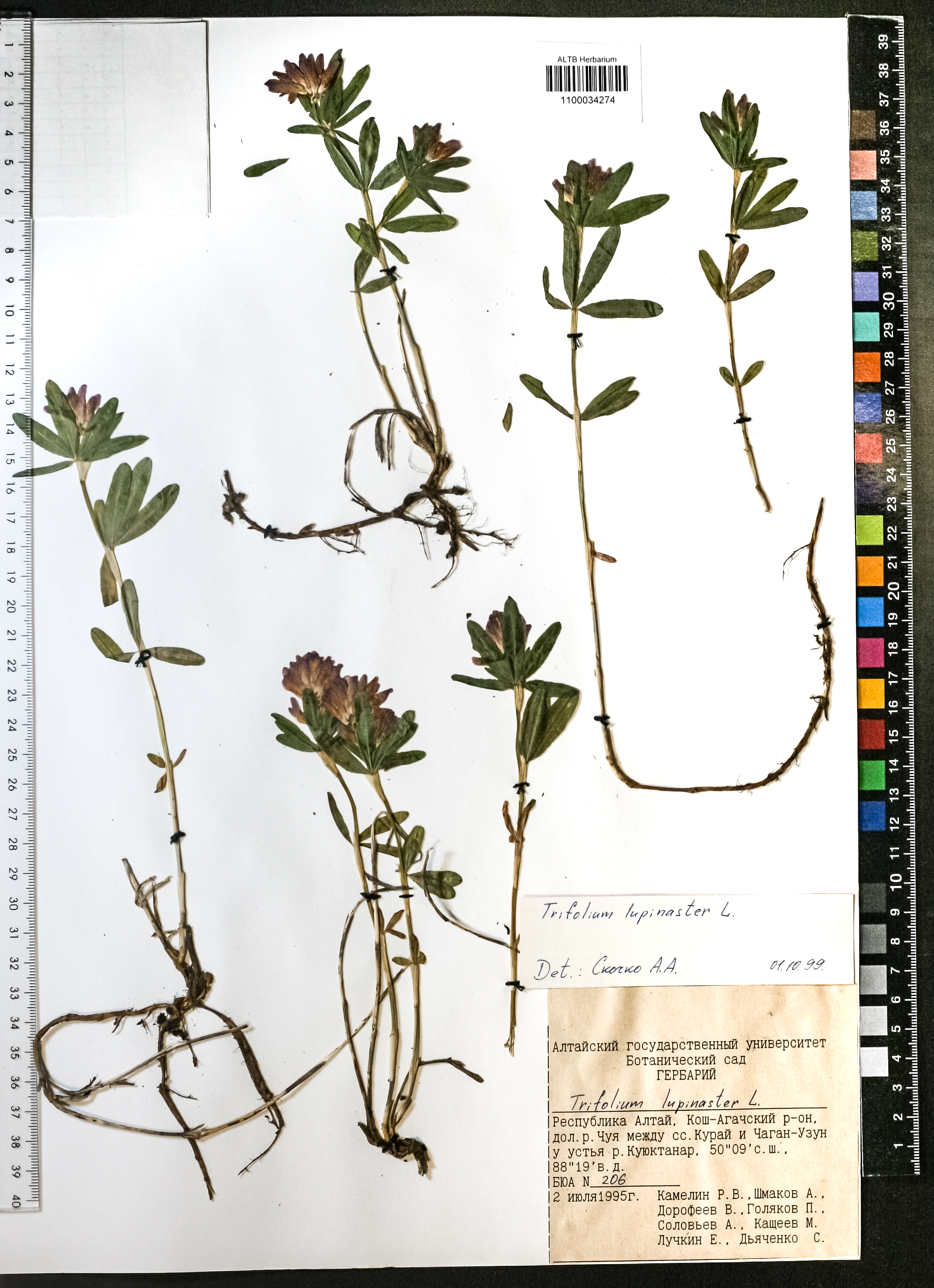 Trifolium lupinaster L.