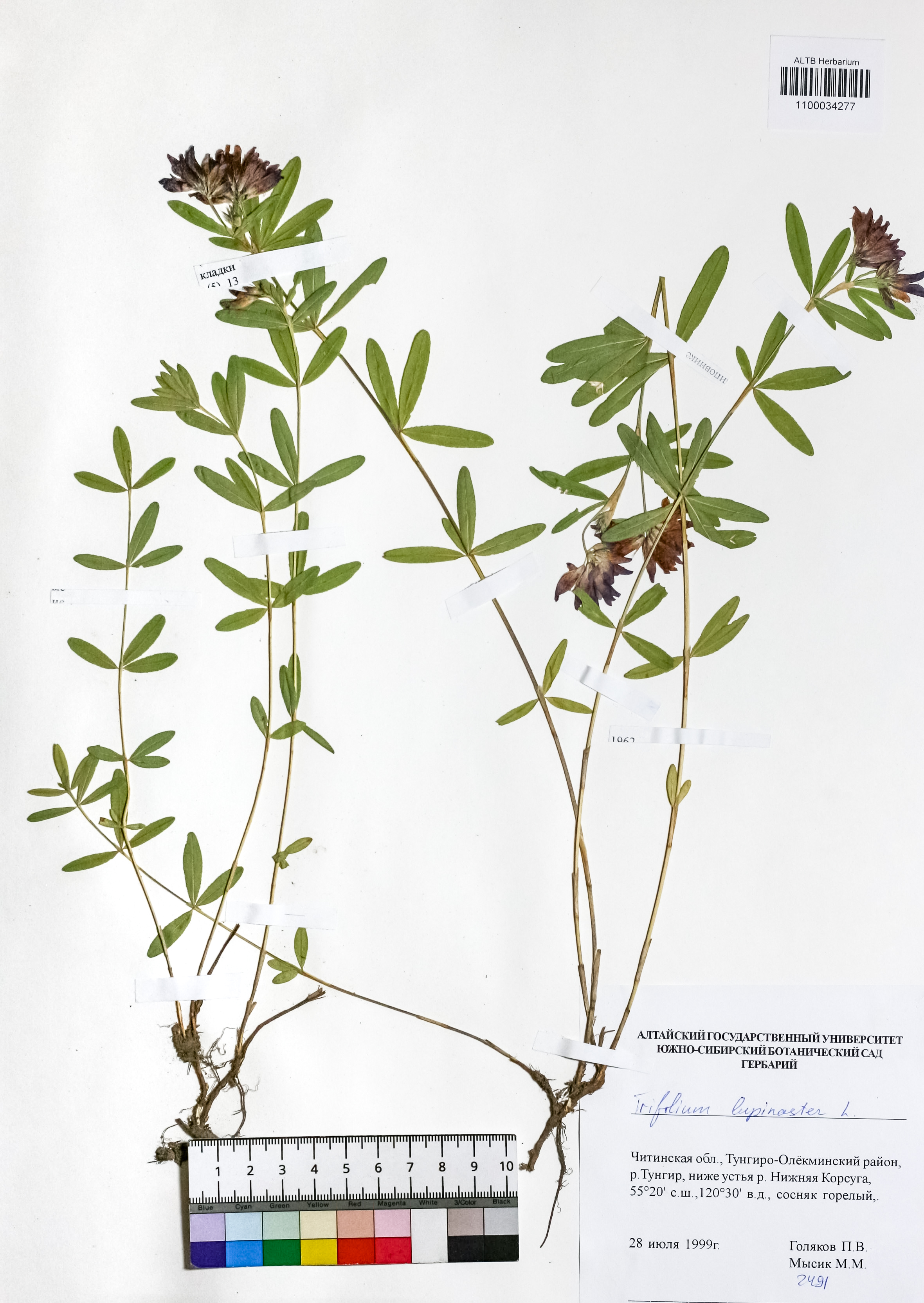 Trifolium lupinaster L.