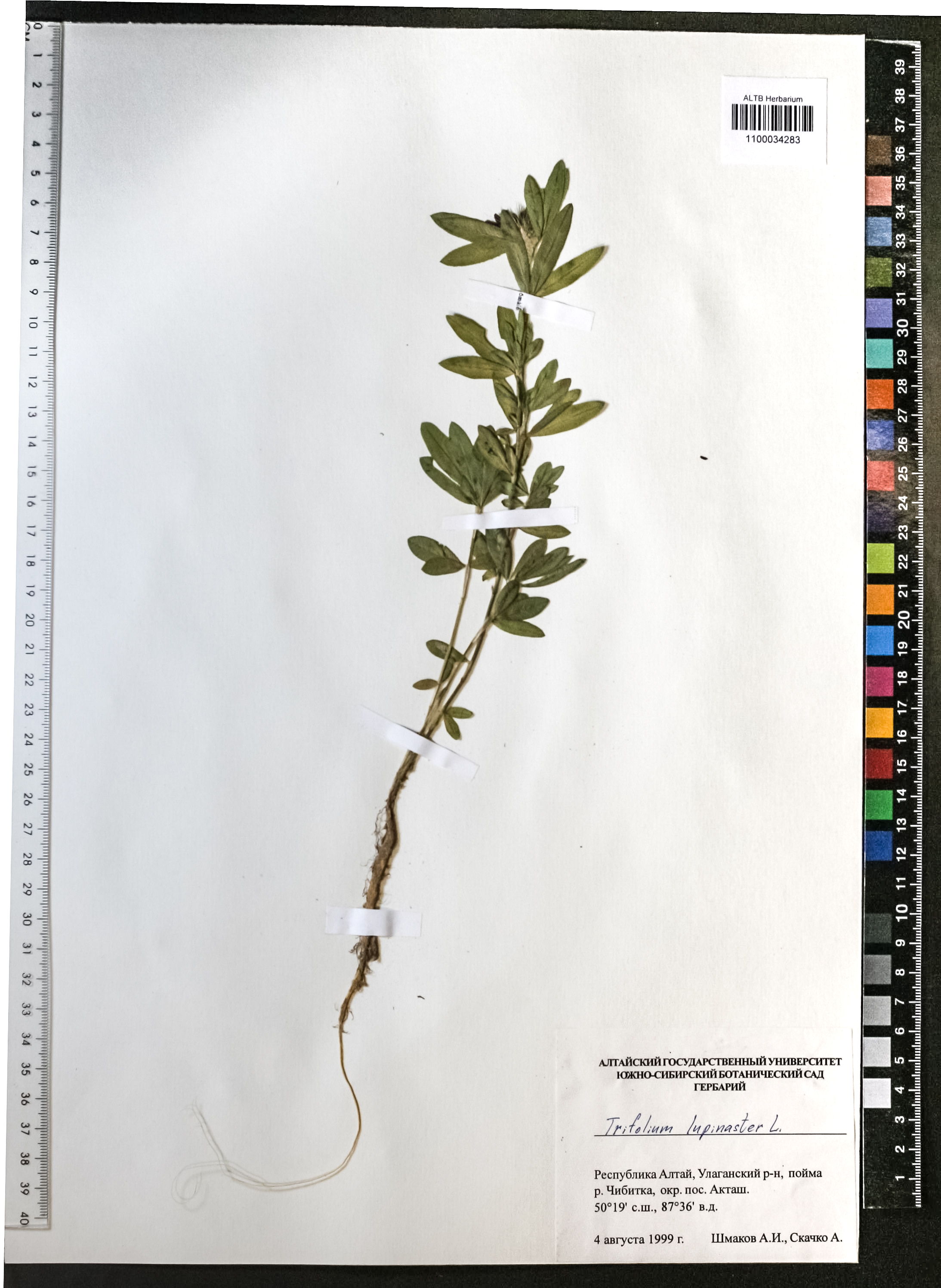 Trifolium lupinaster L.