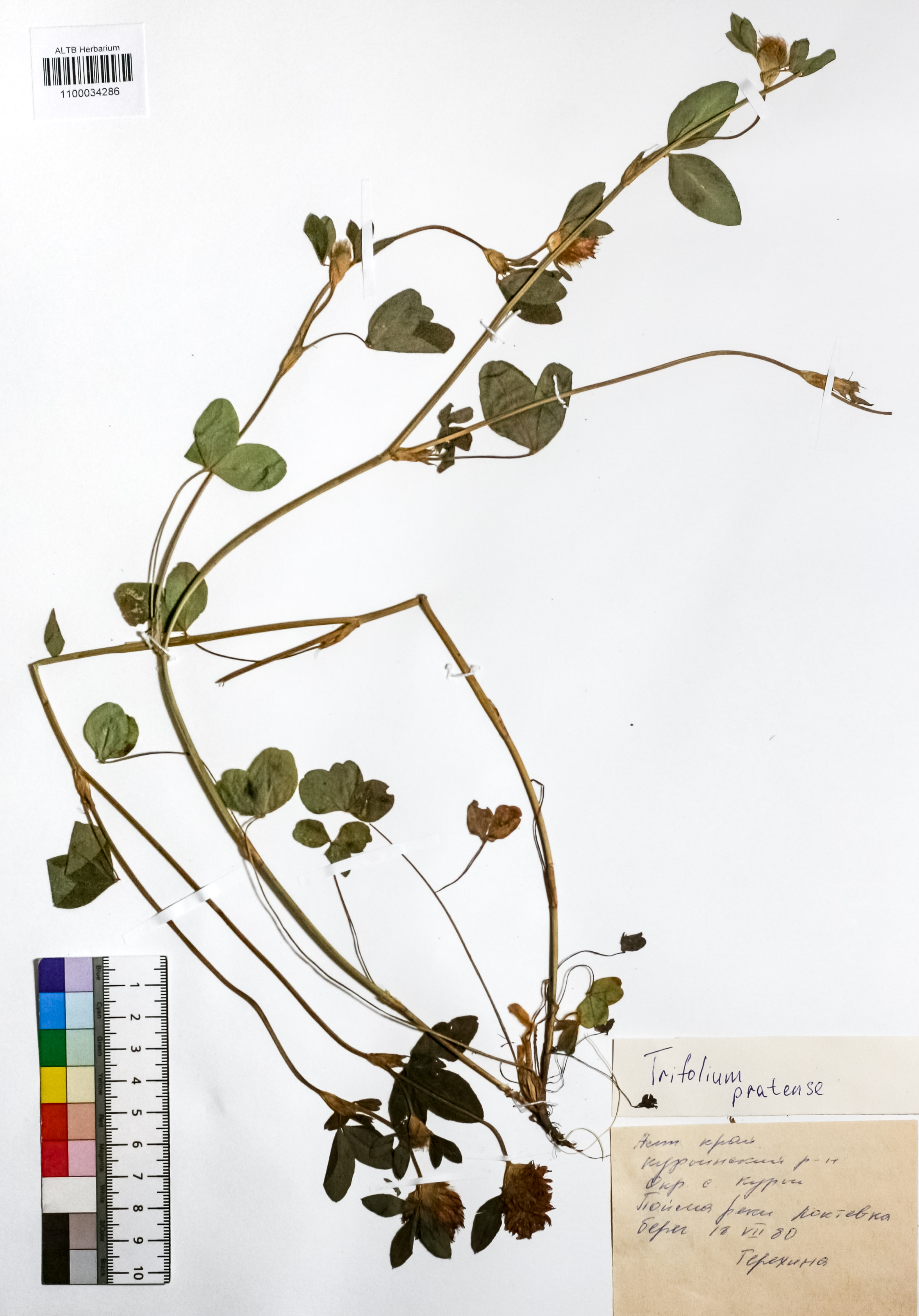 Trifolium pratense L.